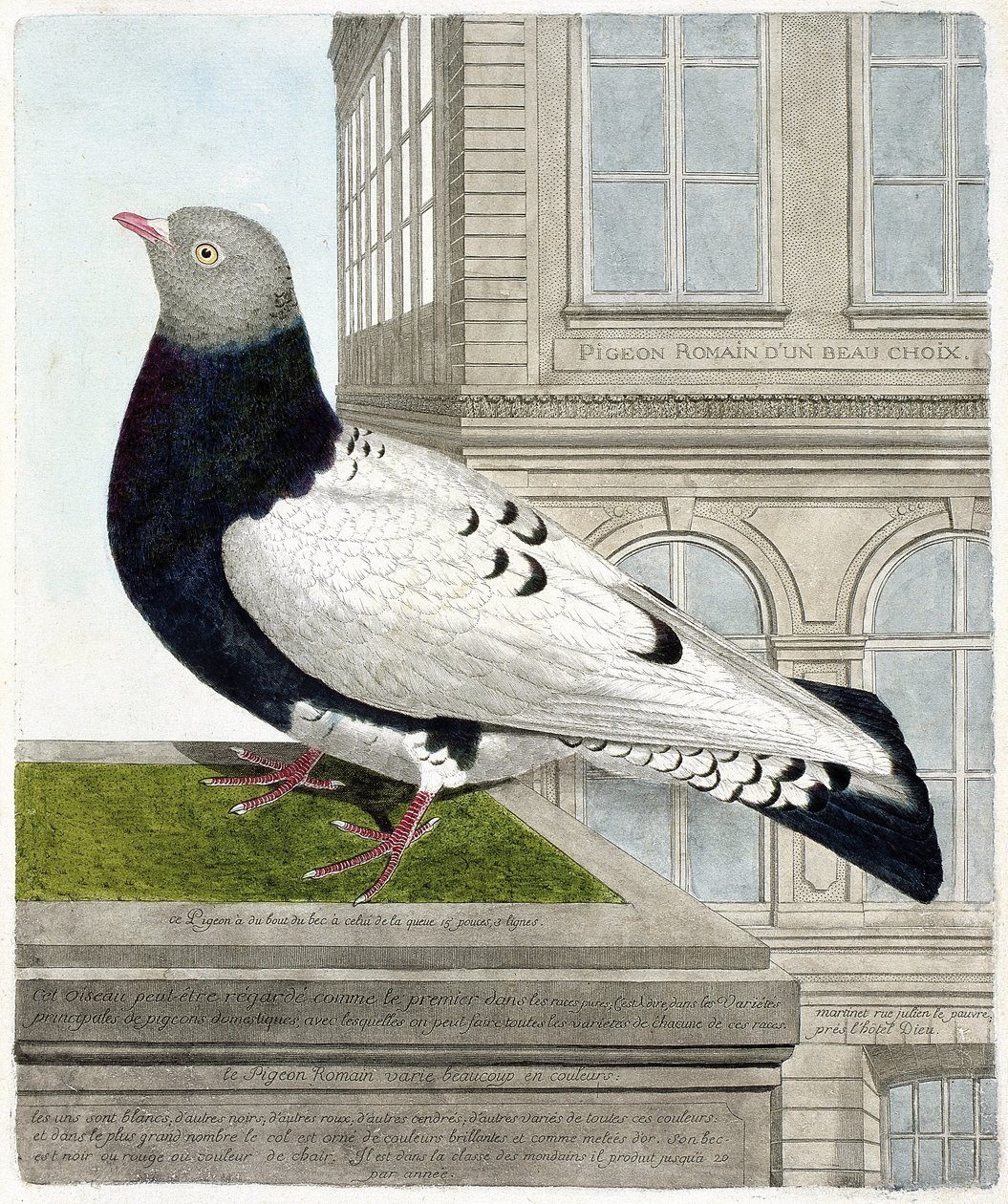 Zoologiskt diagram (ornitologi): Den romerska duvan (columba livia). Illustration i "Fåglarnas historia, målade i deras utseende och känsliga aspekter" av Francois Nicolas Martinet (1731-1800). Privat samling. av Francois Nicolas Martinet
