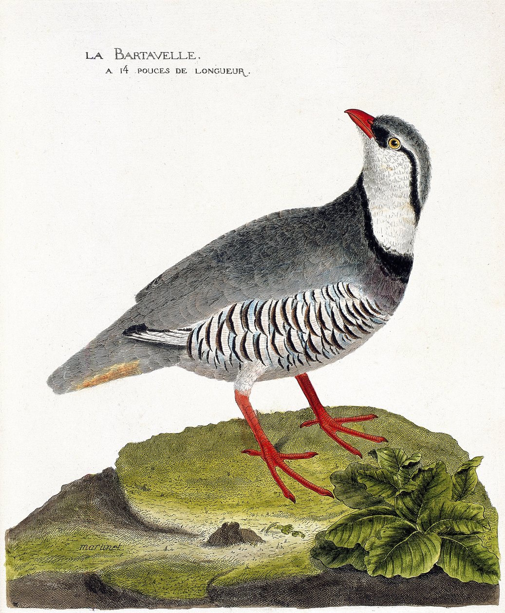 Zoologiskt diagram (ornitologi): bartavellen (rapphöns bartavelle eller Alectoris graeca). Illustration i "Fåglarnas historia, målade i deras utseende och känsliga aspekter" av Francois Nicolas Martinet (1731-1800). Privat samling. av Francois Nicolas Martinet