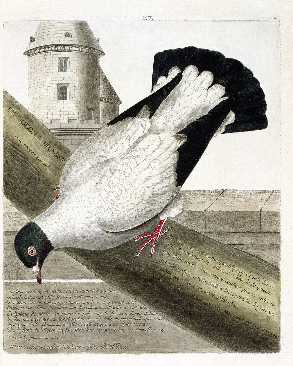 Zoologiskt diagram (ornitologi): Slagskeppsduvan (columba livia). Illustration i "Fåglarnas historia, målade i deras utseende och känsliga aspekter" av Francois Nicolas Martinet (1731-1800). Privat samling. av Francois Nicolas Martinet
