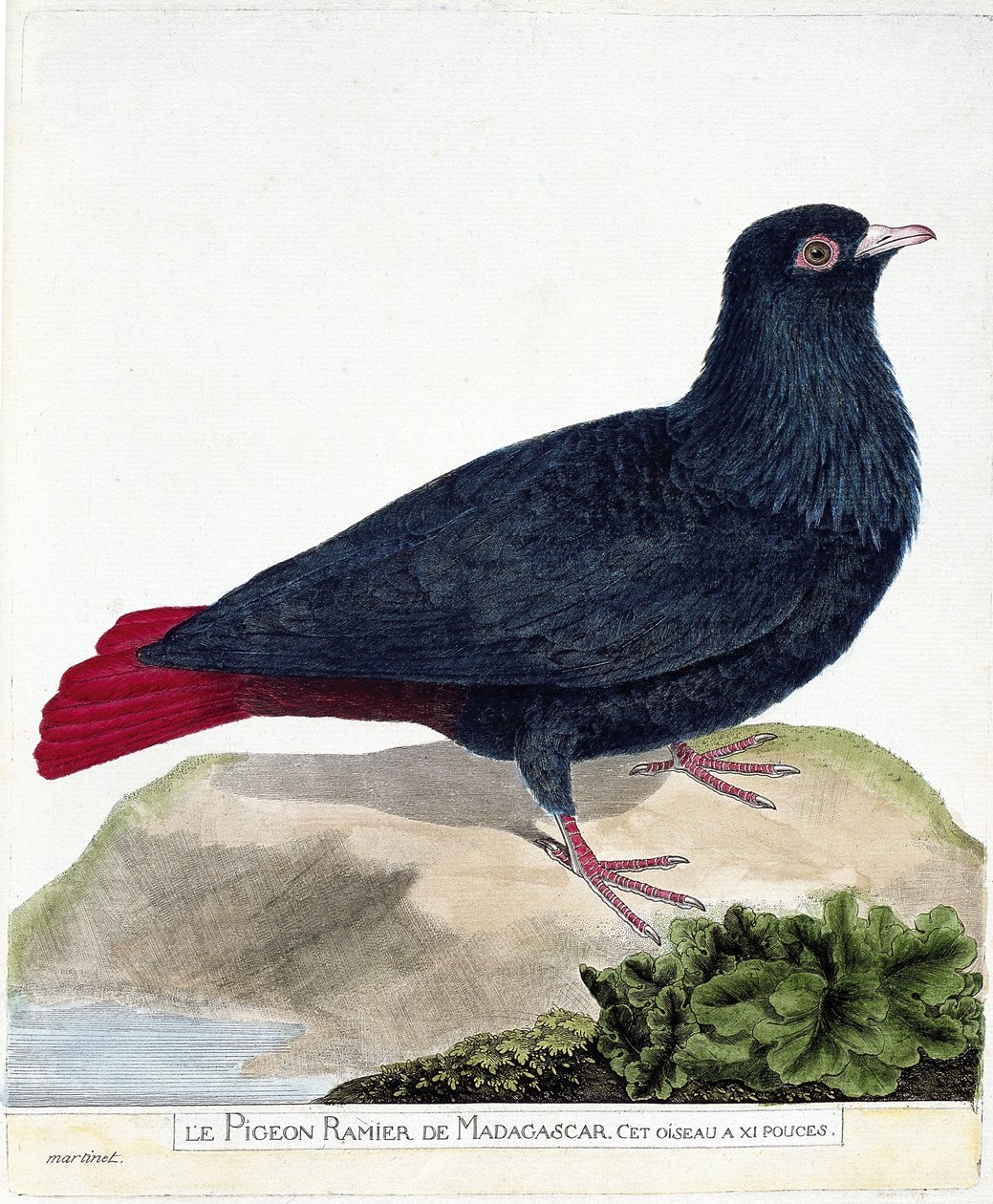 Zoologiskt diagram (ornitologi): Den grenade duvan från Madagaskar (Blå Founingo eller alectroenas madagascariensis). Illustration i "Fåglarnas historia, målade i deras utseende och känsliga aspekter" av Francois Nicolas Martinet (1731-1800). Privat av Francois Nicolas Martinet