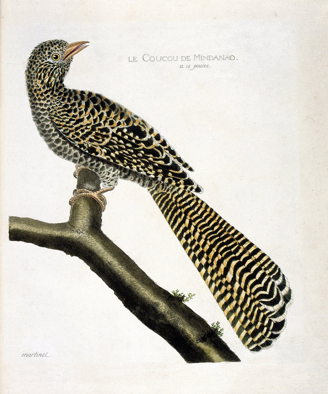 Zoologiskt diagram (ornitologi): Göken från Mindanao (svalgöken eller Eudynamys scolopacea) på en gren. Illustration i "Fåglarnas historia, målade i deras utseende och känsliga aspekter" av Francois Nicolas Martinet (1731-1800). Privat samla av Francois Nicolas Martinet