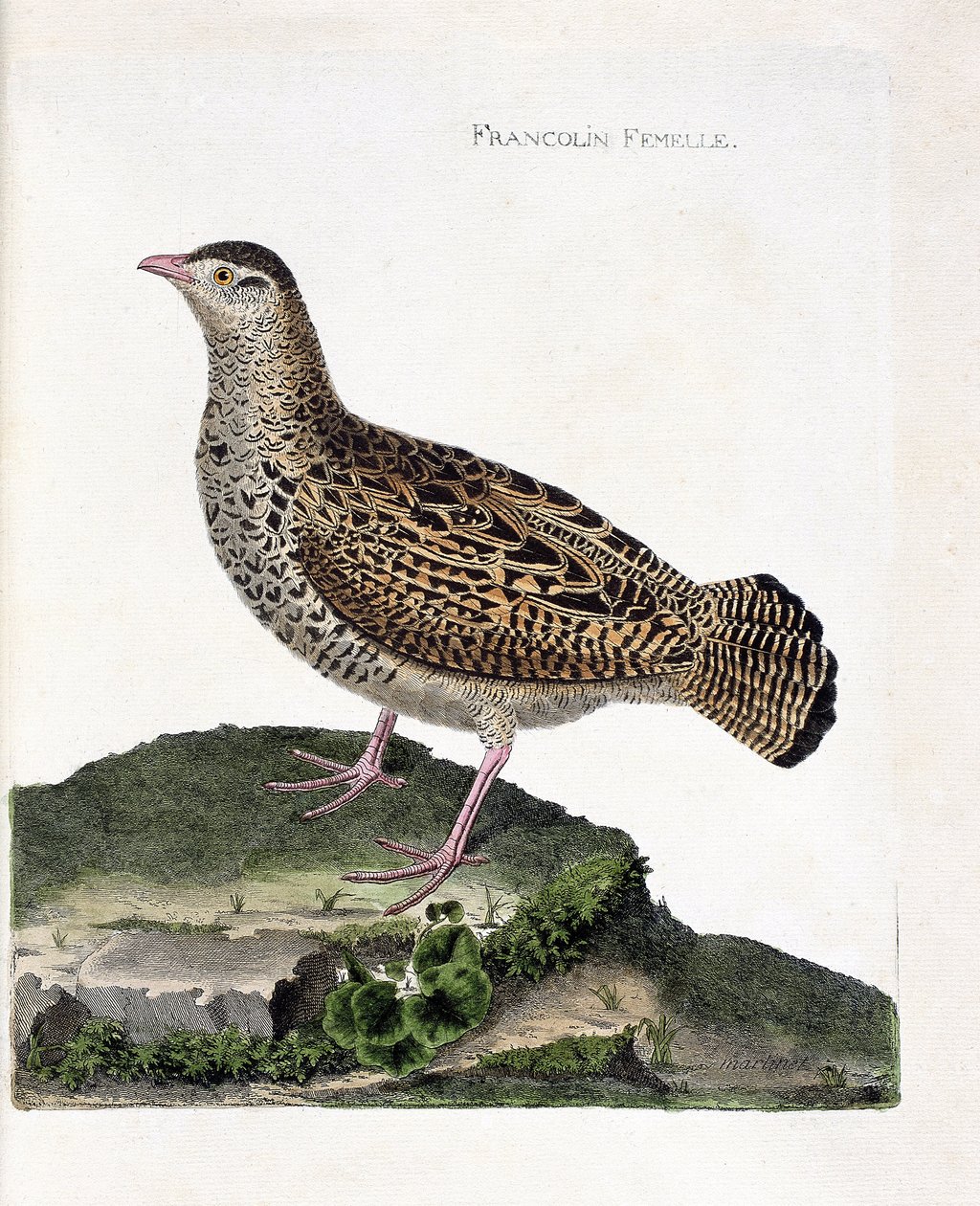 Zoologiskt diagram (ornitologi): Den kvinnliga francolinen (francolin noir eller francolinus francolinus). Illustration i "Fåglarnas historia, målade i deras utseende och känsliga aspekter" av Francois Nicolas Martinet (1731-1800). Privat samling. av Francois Nicolas Martinet