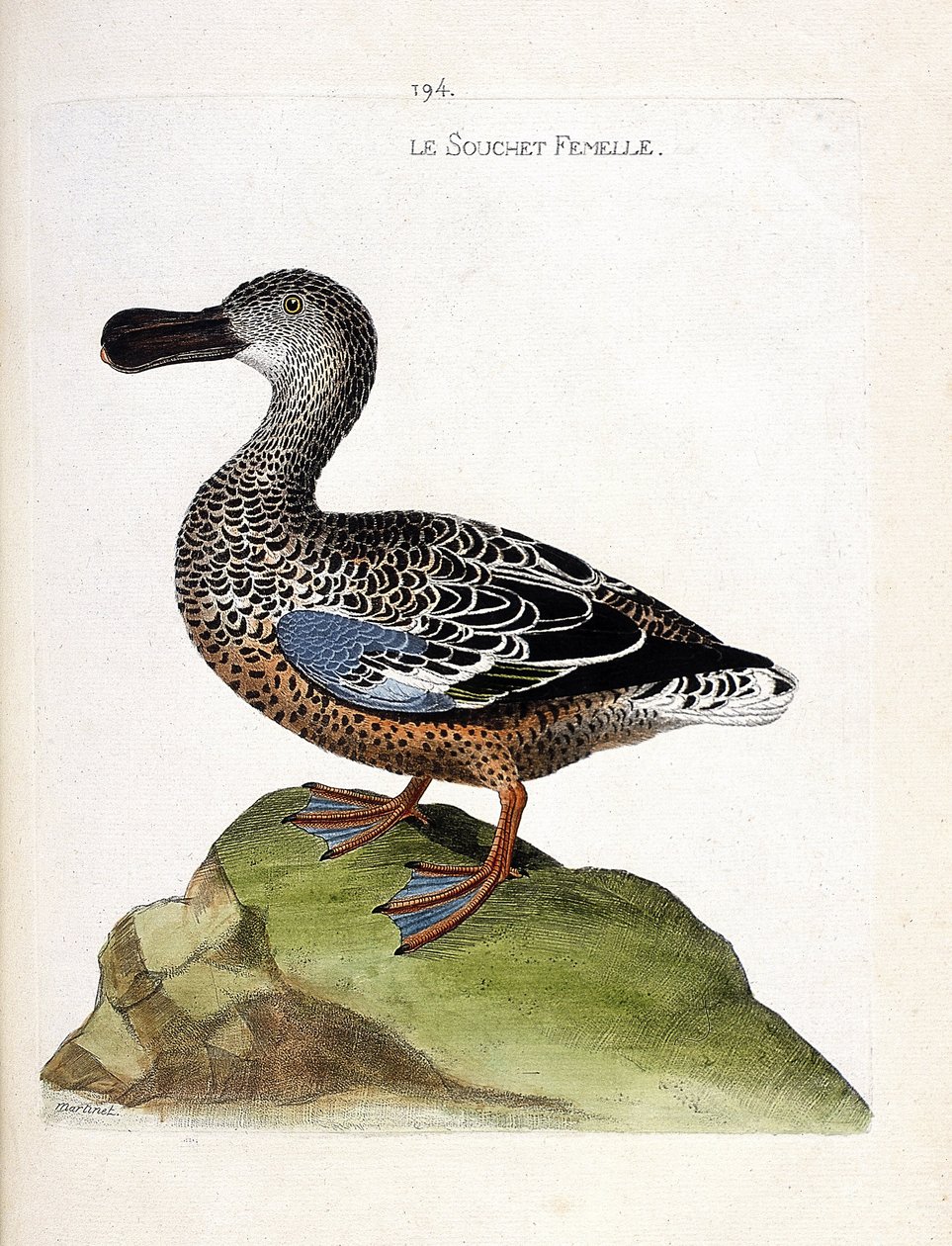 Zoologiskt diagram (ornitologi): Den kvinnliga stammen (anka eller anas clypeata). Illustration i "Fåglarnas historia, målade i deras utseende och känsliga aspekter" av Francois Nicolas Martinet (1731-1800). Privat samling. av Francois Nicolas Martinet