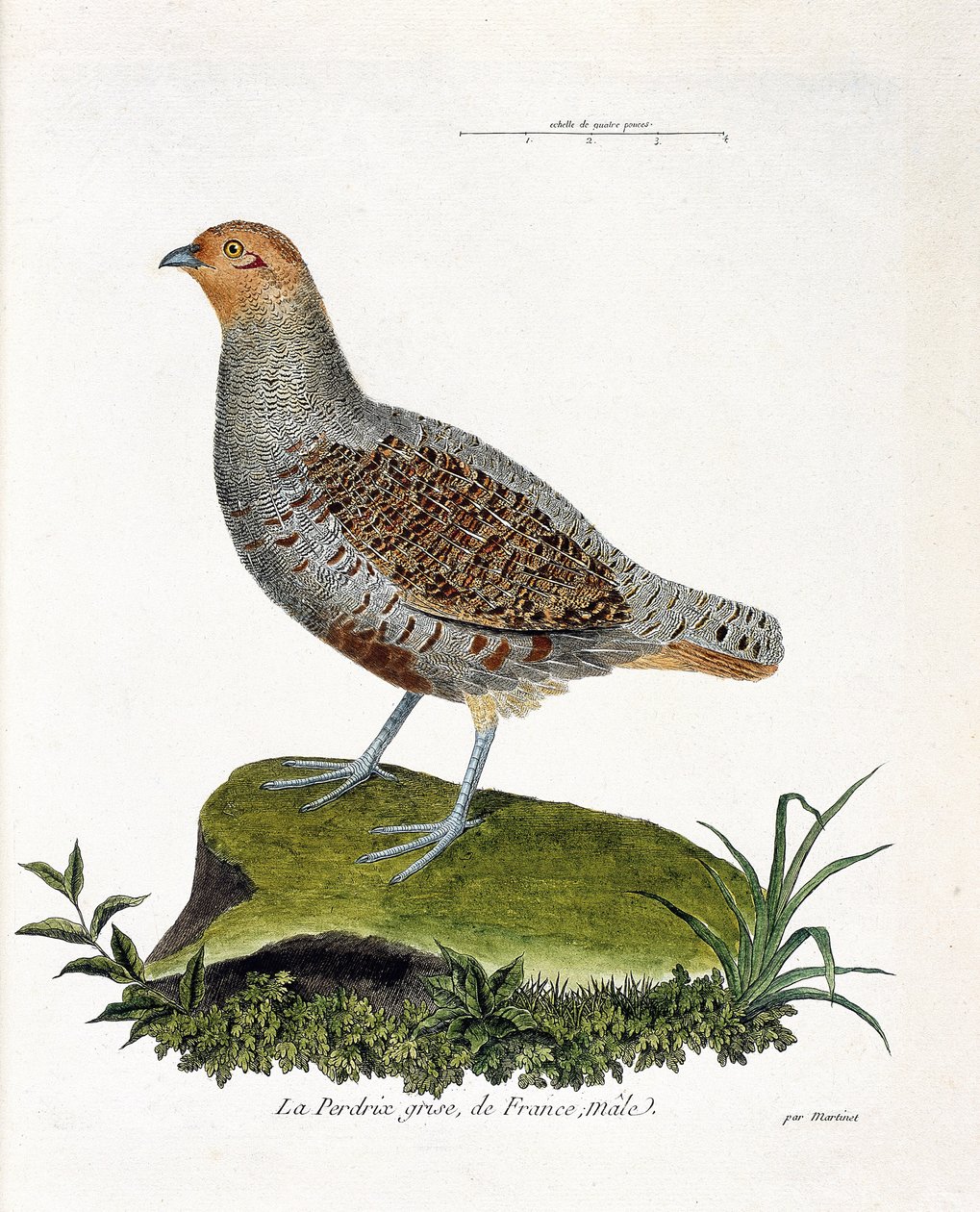 Zoologiskt diagram (ornitologi): Frankrikes grå rapphöna, hane (grårapphöna eller rapphöna). Illustration i "Fåglarnas historia, målade i deras utseende och känsliga aspekter" av Francois Nicolas Martinet (1731-1800). Privat samling. av Francois Nicolas Martinet