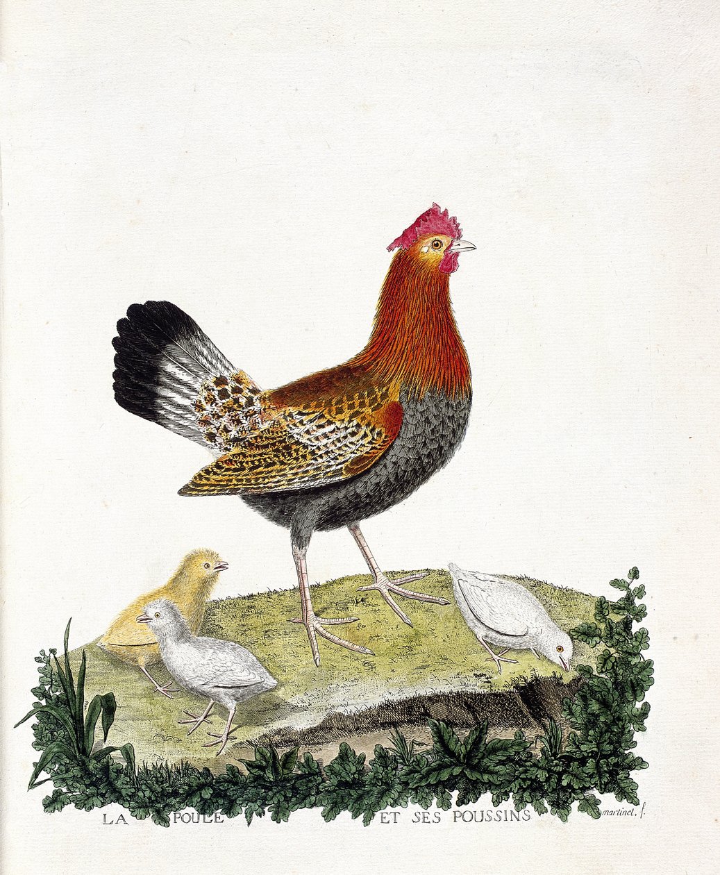 Zoologiskt diagram (ornitologi): Hönan och dess kycklingar (tamhöna eller gallus gallus). Illustration i "Fåglarnas historia, målade i deras utseende och känsliga aspekter" av Francois Nicolas Martinet (1731-1800). Privat samling. av Francois Nicolas Martinet