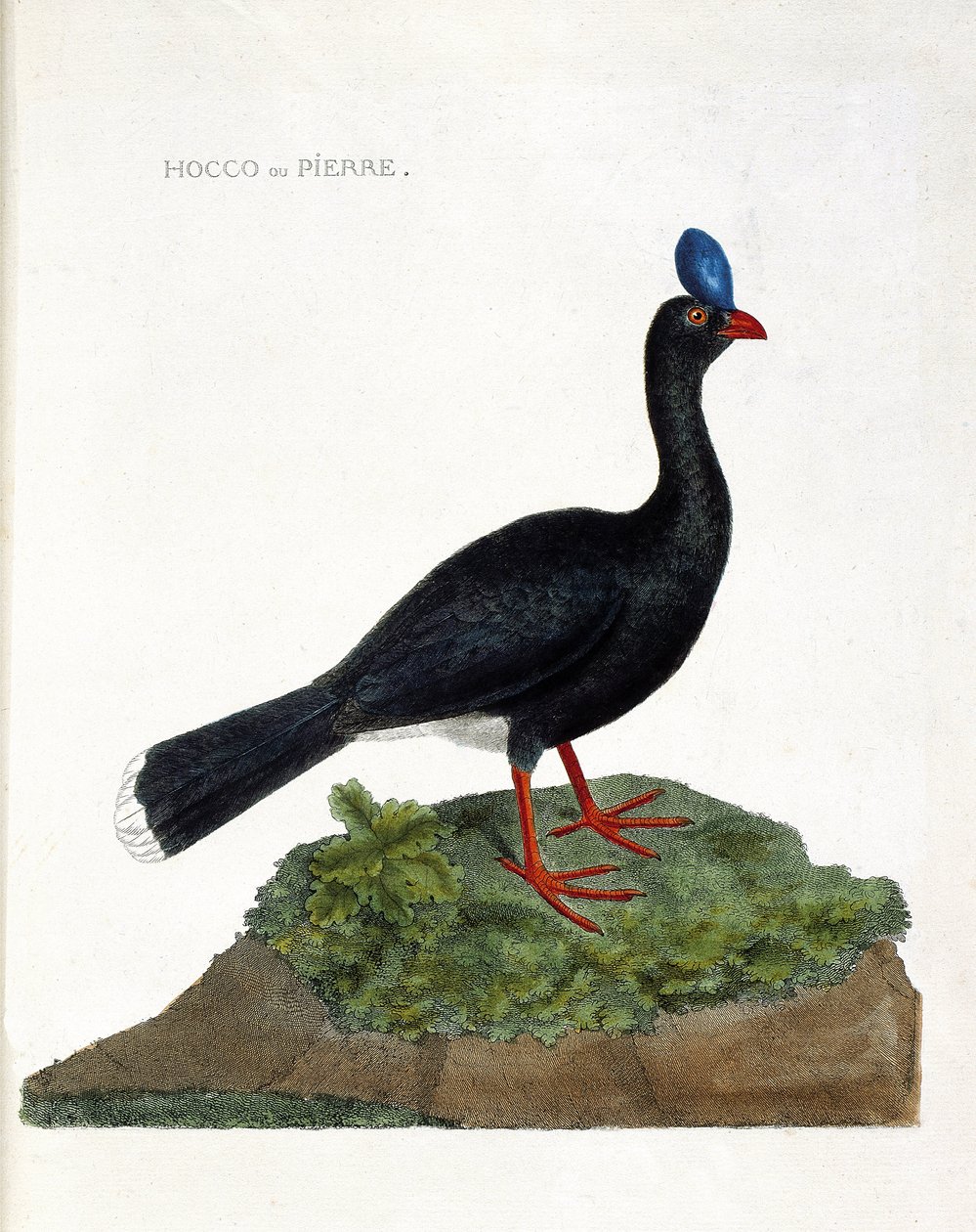 Zoologiskt diagram (ornitologi): Hocco eller sten (Hocco a stone eller pauxi pauxi). Illustration i "Fåglarnas historia, målade i deras utseende och känsliga aspekter" av Francois Nicolas Martinet (1731-1800). Privat samling. av Francois Nicolas Martinet