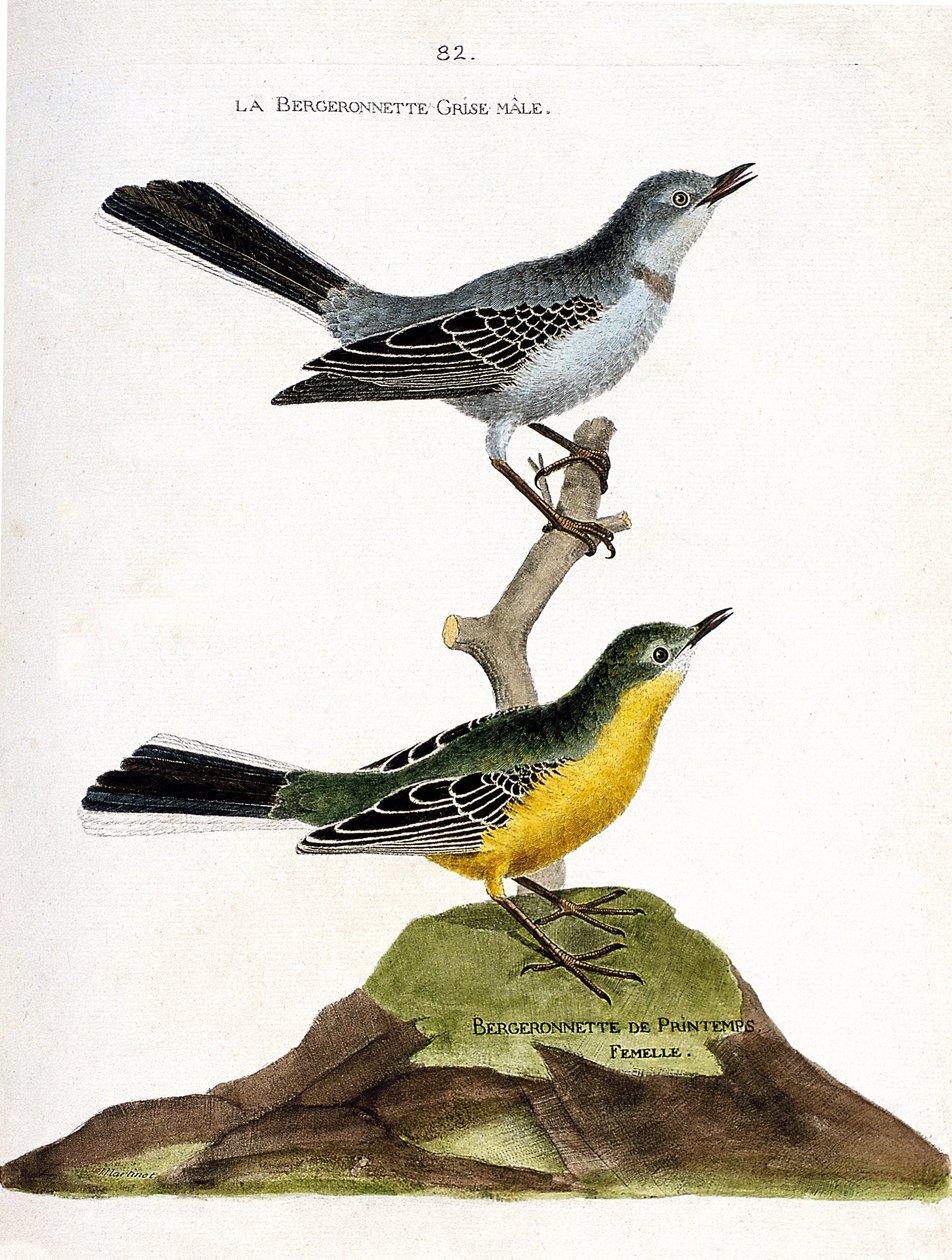 Zoologiskt diagram (ornitologi): Den grå bergeronnethanen (Motacilla alba) på en gren och den kvinnliga vårherden (Motacilla flava). Illustration i "Fåglarnas historia, målade i deras utseende och känsliga aspekter" av Francois Nicolas Martin av Francois Nicolas Martinet