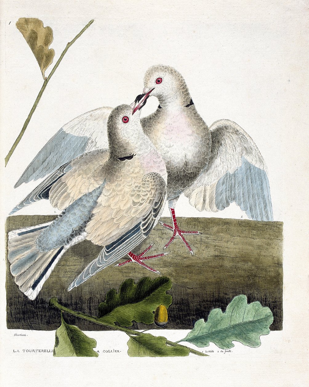 Zoologiskt diagram (ornitologi): Halsduvan (rosa och grå duva eller streptopelia roseogrisea). Illustration i "Fåglarnas historia, målade i deras utseende och känsliga aspekter" av Francois Nicolas Martinet (1731-1800). Privat samling. av Francois Nicolas Martinet
