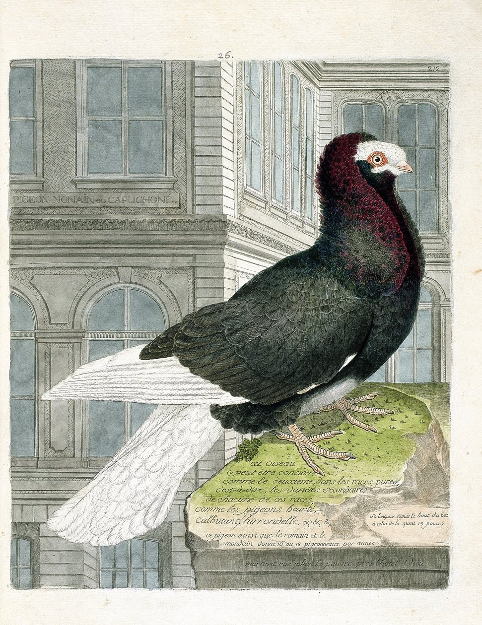 Zoologiskt diagram (ornitologi): Nonan- eller capuchoneduvan (dvärgduva eller columba livia). Illustration i "Fåglarnas historia, målade i deras utseende och känsliga aspekter" av Francois Nicolas Martinet (1731-1800). Privat samling. av Francois Nicolas Martinet