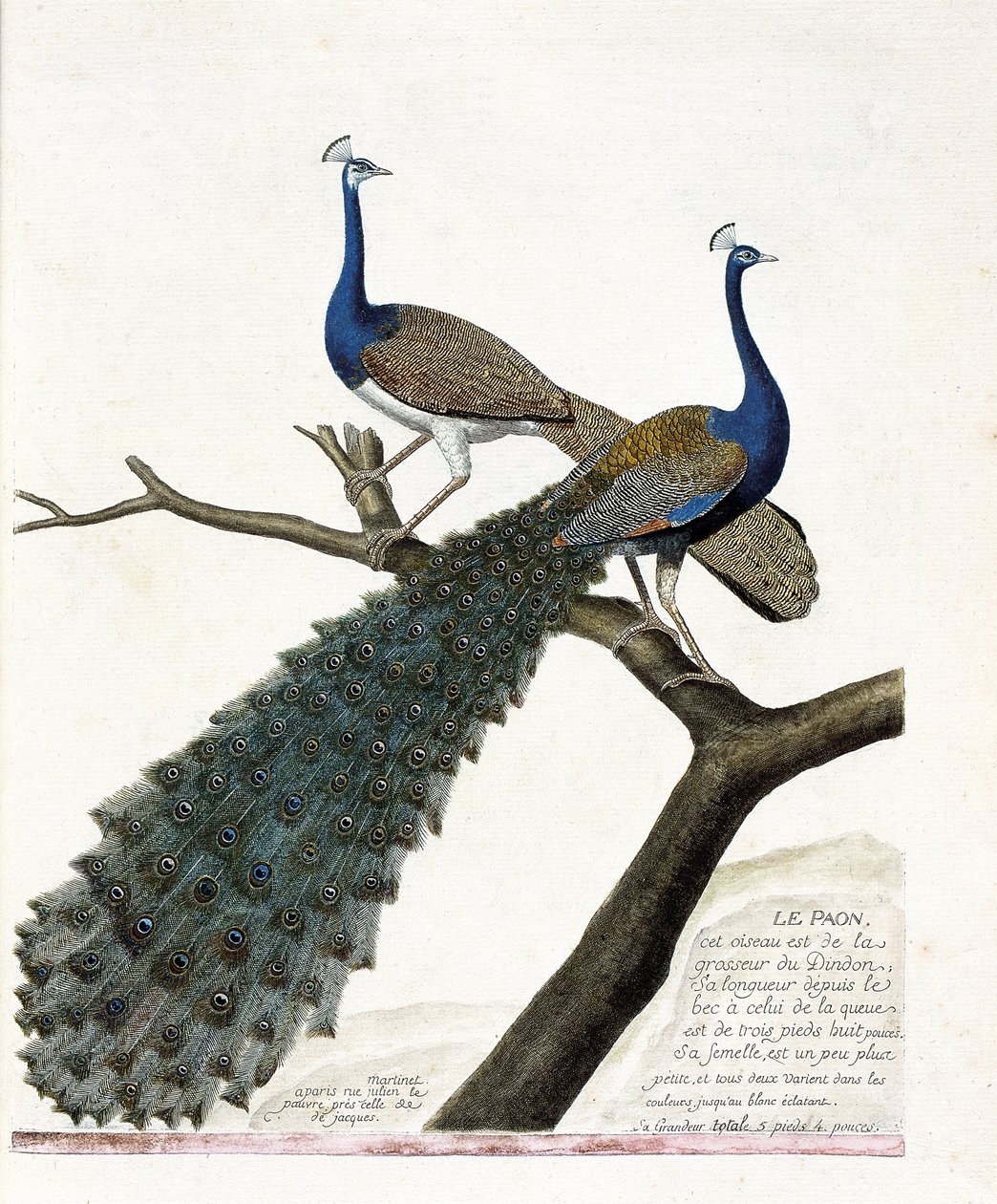 Zoologiskt diagram (ornitologi): Påfågeln (blå påfågel eller pavo cristatus). Illustration i "Fåglarnas historia, målade i deras utseende och känsliga aspekter" av Francois Nicolas Martinet (1731-1800). Privat samling. av Francois Nicolas Martinet