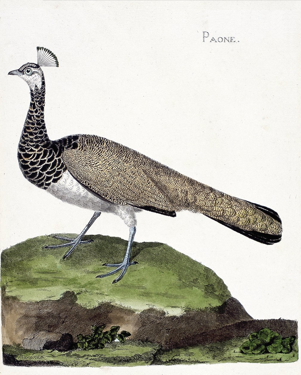 Zoologiskt diagram (ornitologi): Påfågeln (blå påfågel eller pavo cristatus). Illustration i "Fåglarnas historia, målade i deras utseende och känsliga aspekter" av Francois Nicolas Martinet (1731-1800). Privat samling. av Francois Nicolas Martinet