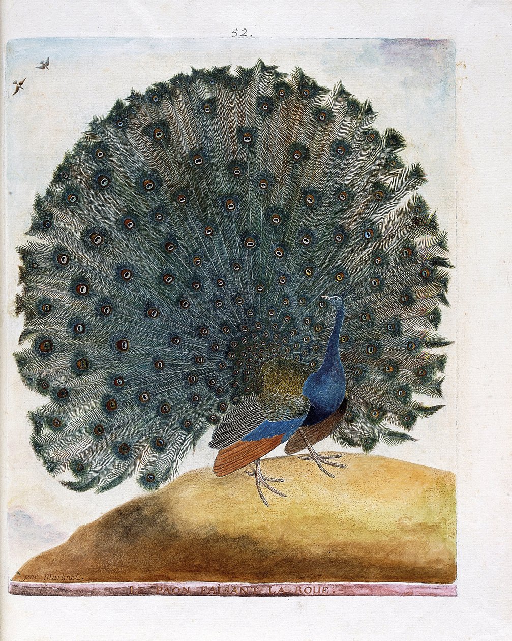 Zoologiskt diagram (ornitologi): Påfågeln som gör hjulet (blå påfågel eller Pavo cristatus). Illustration i "Fåglarnas historia, målade i deras utseende och känsliga aspekter" av Francois Nicolas Martinet (1731-1800). Privat samling. av Francois Nicolas Martinet