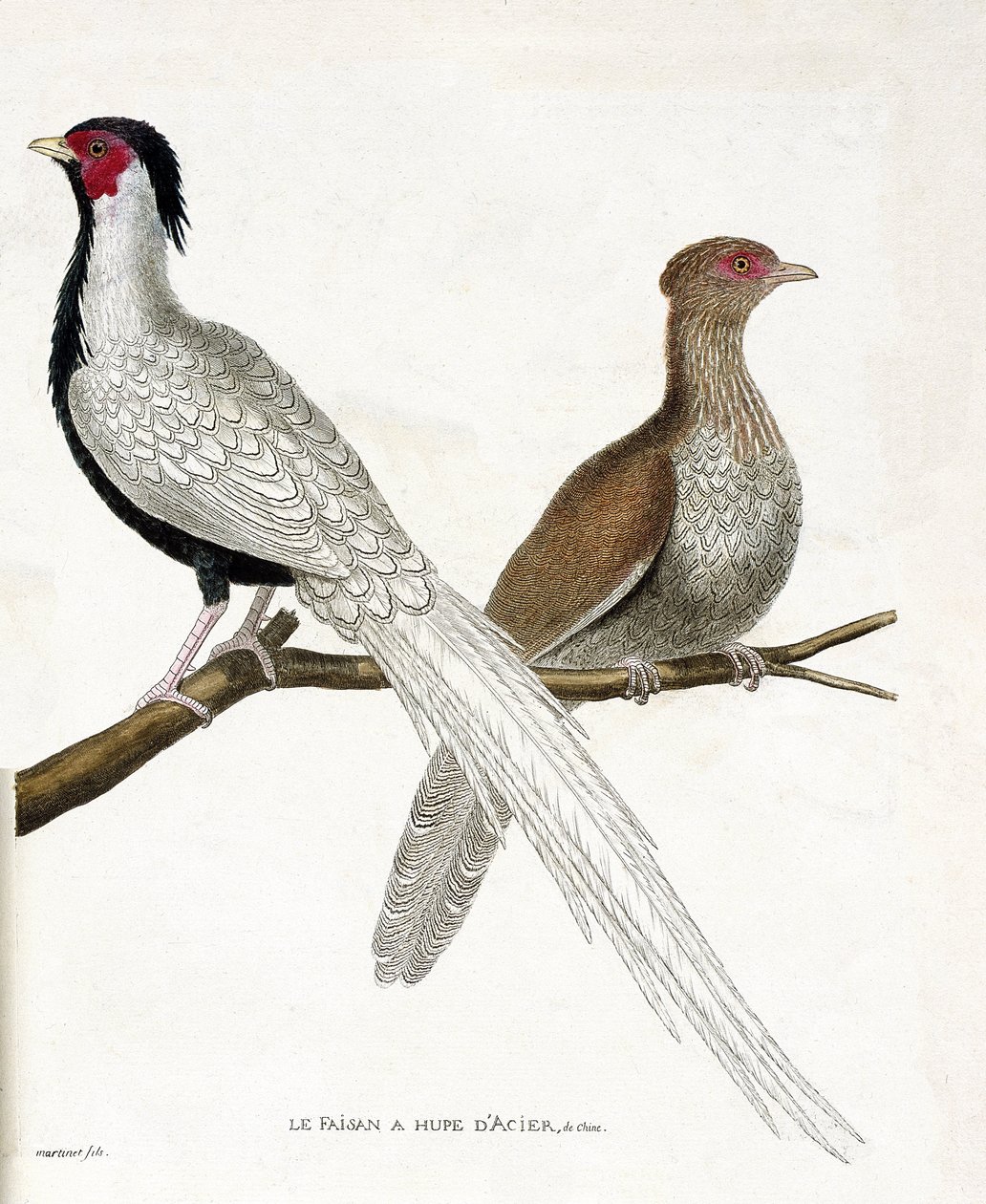 Zoologiskt diagram (ornitologi): Fasanen har en kinesisk stålhupe och dess hona (silverfasan eller Lophura nycthemera) på en gren. Illustration i "Fåglarnas historia, målade i deras utseende och känsliga aspekter" av Francois Nicolas Marti av Francois Nicolas Martinet