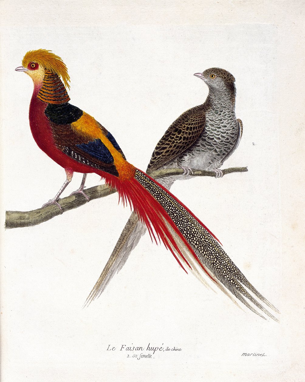 Zoologiskt diagram (ornitologi): Kinas fasan och dess hona (guldfasan och krysolophus) på en gren. Illustration i "Fåglarnas historia, målade i deras utseende och känsliga aspekter" av Francois Nicolas Martinet (1731-1800). Priv av Francois Nicolas Martinet