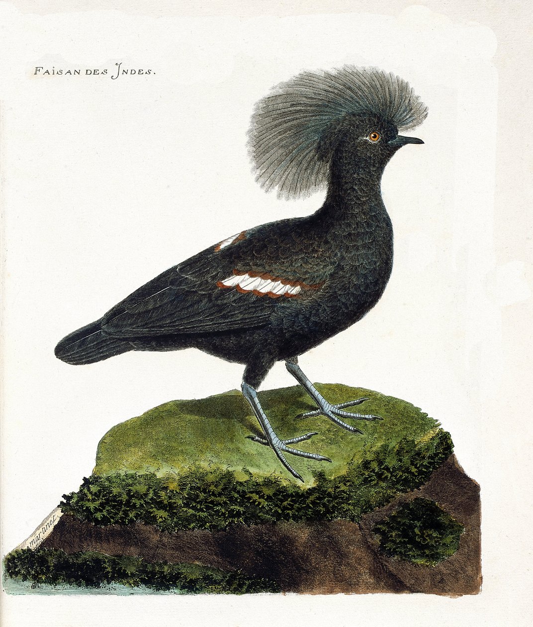 Zoologiskt diagram (ornitologi): Indiens fasan (gourakrona eller goura cristata). Illustration i "Fåglarnas historia, målade i deras utseende och känsliga aspekter" av Francois Nicolas Martinet (1731-1800). Privat samling. av Francois Nicolas Martinet
