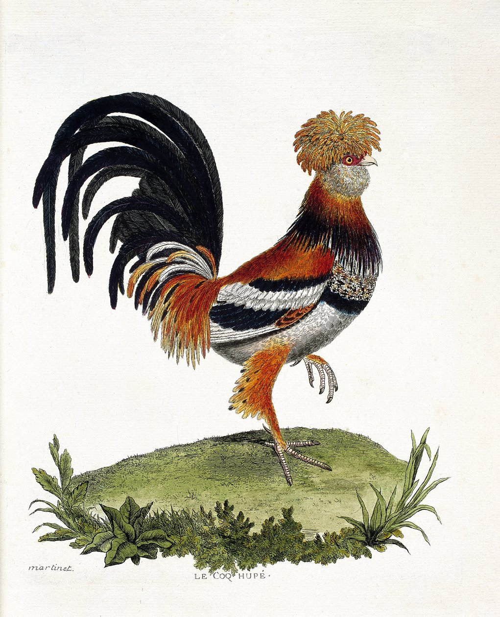 Zoologiskt diagram (ornitologi): Tuppen (tupp eller gallus gallus). Illustration i "Fåglarnas historia, målade i deras utseende och känsliga aspekter" av Francois Nicolas Martinet (1731-1800). Privat samling. av Francois Nicolas Martinet