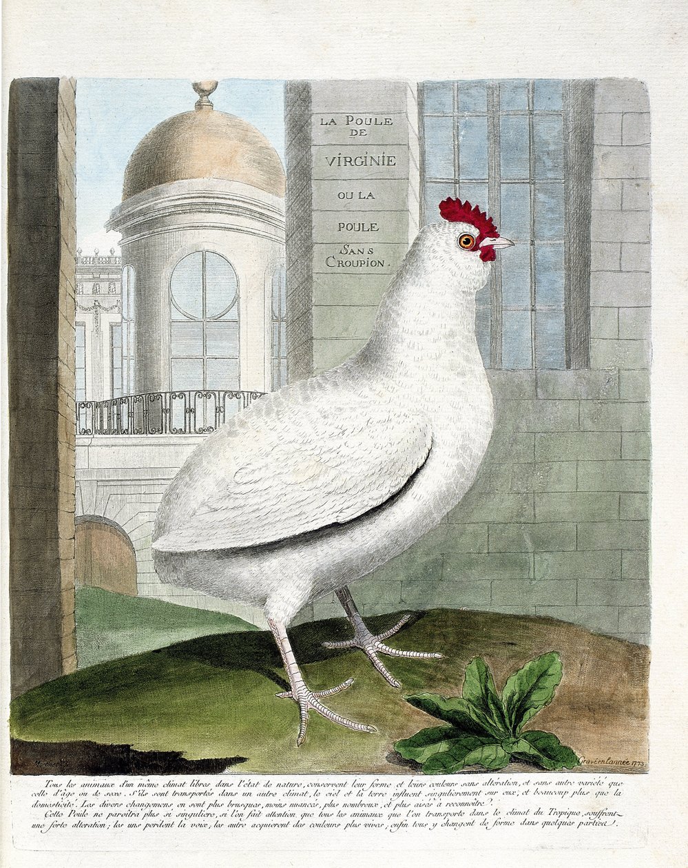 Zoologiskt diagram (ornitologi): Virginiahöna eller höns utan rumpa (tamhöna iu gallus gallus). Illustration i "Fåglarnas historia, målade i deras utseende och känsliga aspekter" av Francois Nicolas Martinet (1731-1800). Privat samling. av Francois Nicolas Martinet
