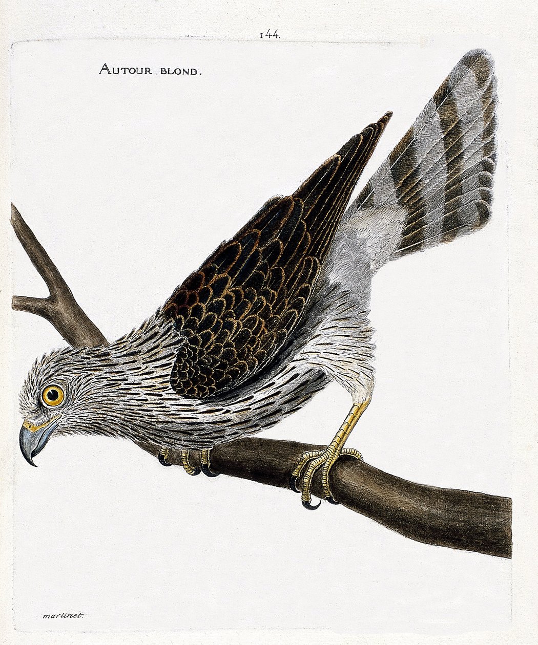 Zoologiskt diagram (ornitologi): runt blond (runt hökar eller accipiter gentilis) på en gren. Illustration i "Fåglarnas historia, målade i deras utseende och känsliga aspekter" av Francois Nicolas Martinet (1731-1800). Privat samling. av Francois Nicolas Martinet