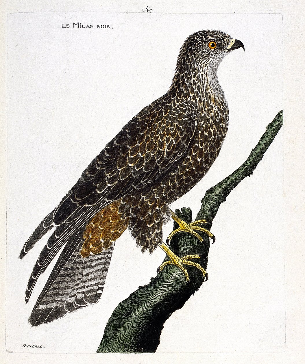 Zoologiskt diagram (ornitologi): svart milvus migrans på en gren. Illustration i "Fåglarnas historia, målade i deras utseende och känsliga aspekter" av Francois Nicolas Martinet (1731-1800). Privat samling. av Francois Nicolas Martinet