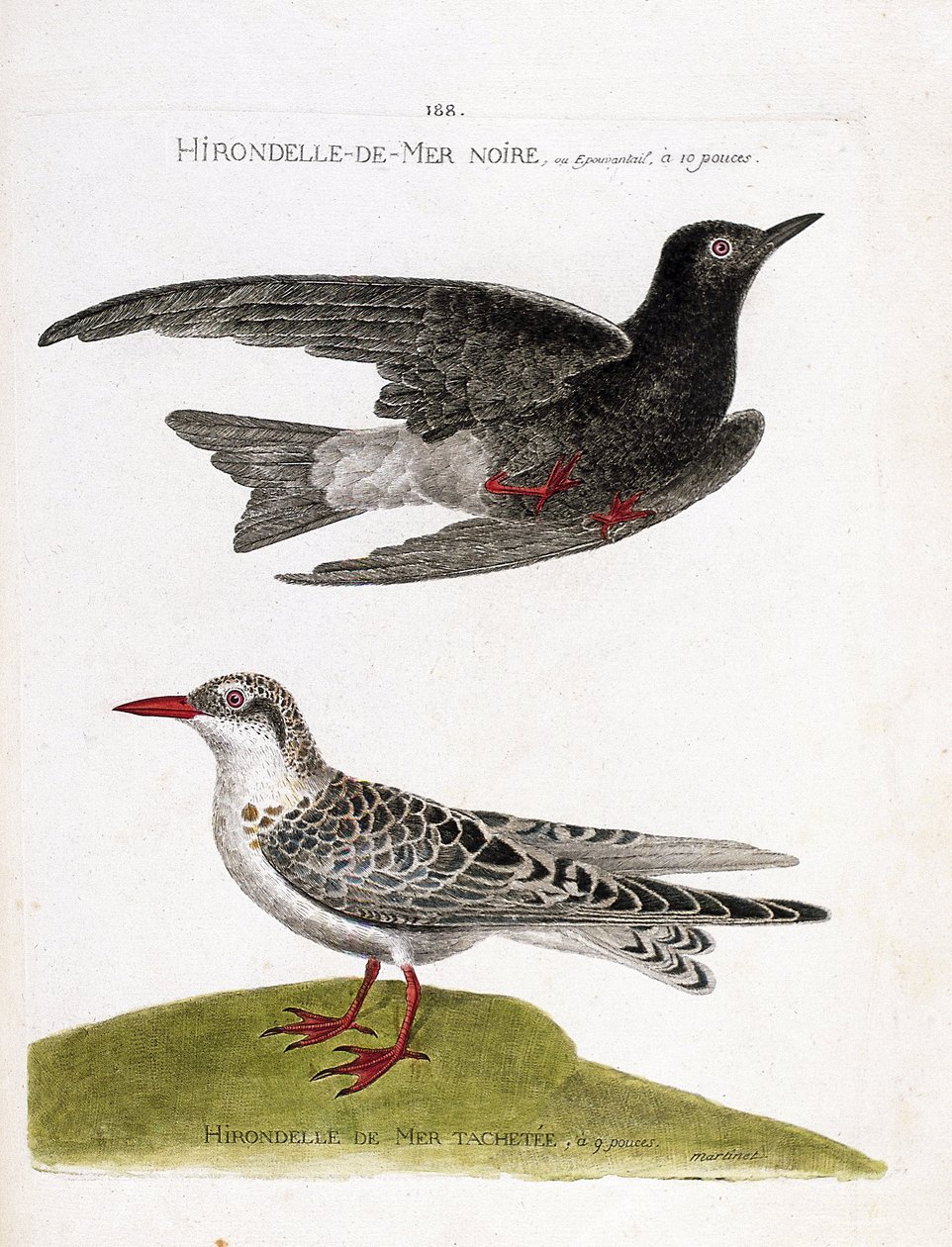 Zoologiskt diagram (ornitologi): svarthavssvala (havssvala eller svart dvärg eller chlidonias niger) under flygning och fläckig havssvala (moustac guifette eller chlidonias hybrida). Illustration i "Fåglarnas historia, målade i deras utseende och känslighe av Francois Nicolas Martinet