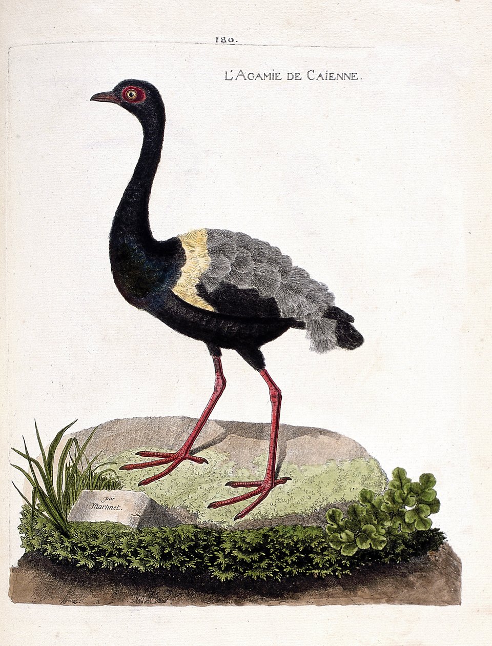 Zoologiskt diagram (ornitologi): caienne agami (trumpet agami eller psophia crepitans). Illustration i "Fåglarnas historia, målade i deras utseende och känsliga aspekter" av Francois Nicolas Martinet (1731-1800). Privat samling. av Francois Nicolas Martinet