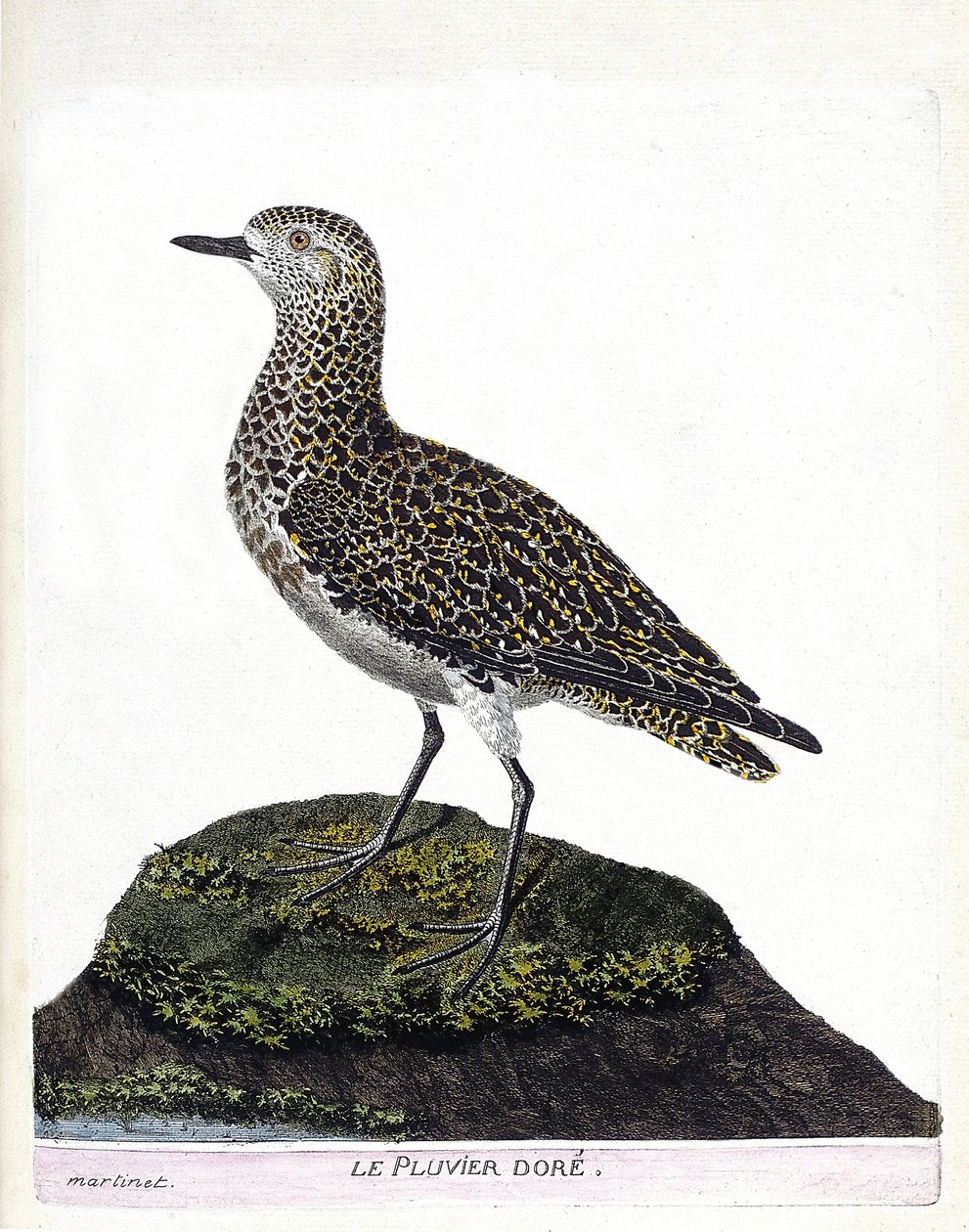 Zoologiskt diagram (ornitologi): casoar (casoar en hjälm eller cassuarius cassuarius). Illustration i "Fåglarnas historia, målade i deras utseende och känsliga aspekter" av Francois Nicolas Martinet (1731-1800). Privat samling. av Francois Nicolas Martinet