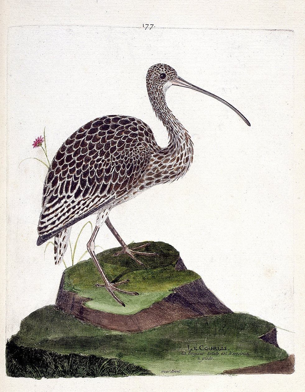 Zoologiskt diagram (ornitologi): slingor (skulpaska eller numenius arquata). Illustration i "Fåglarnas historia, målade i deras utseende och känsliga aspekter" av Francois Nicolas Martinet (1731-1800). Privat samling. av Francois Nicolas Martinet