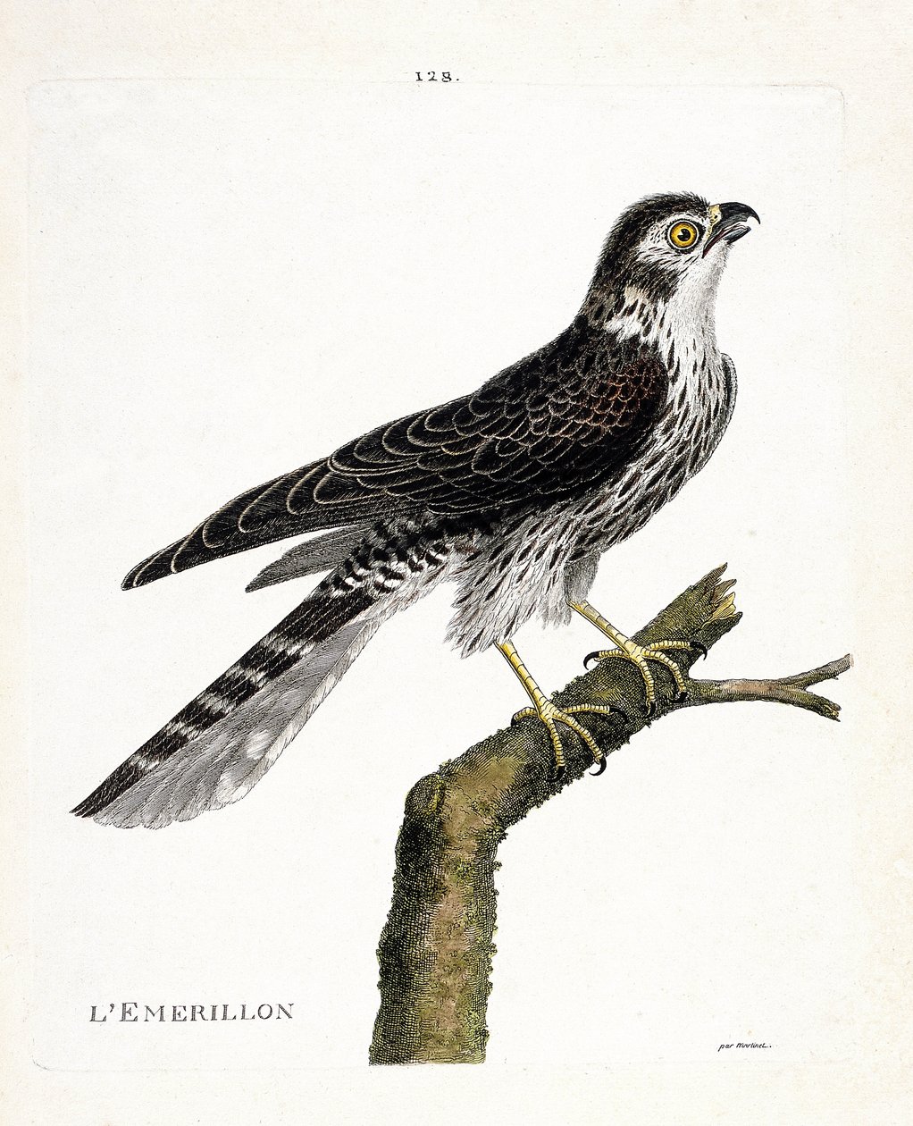 Zoologiskt diagram (ornitologi): emerillon (emerillonfalk eller falco colombarius) på en gren. Illustration i "Fåglarnas historia, målade i deras utseende och känsliga aspekter" av Francois Nicolas Martinet (1731-1800). Privat samling. av Francois Nicolas Martinet