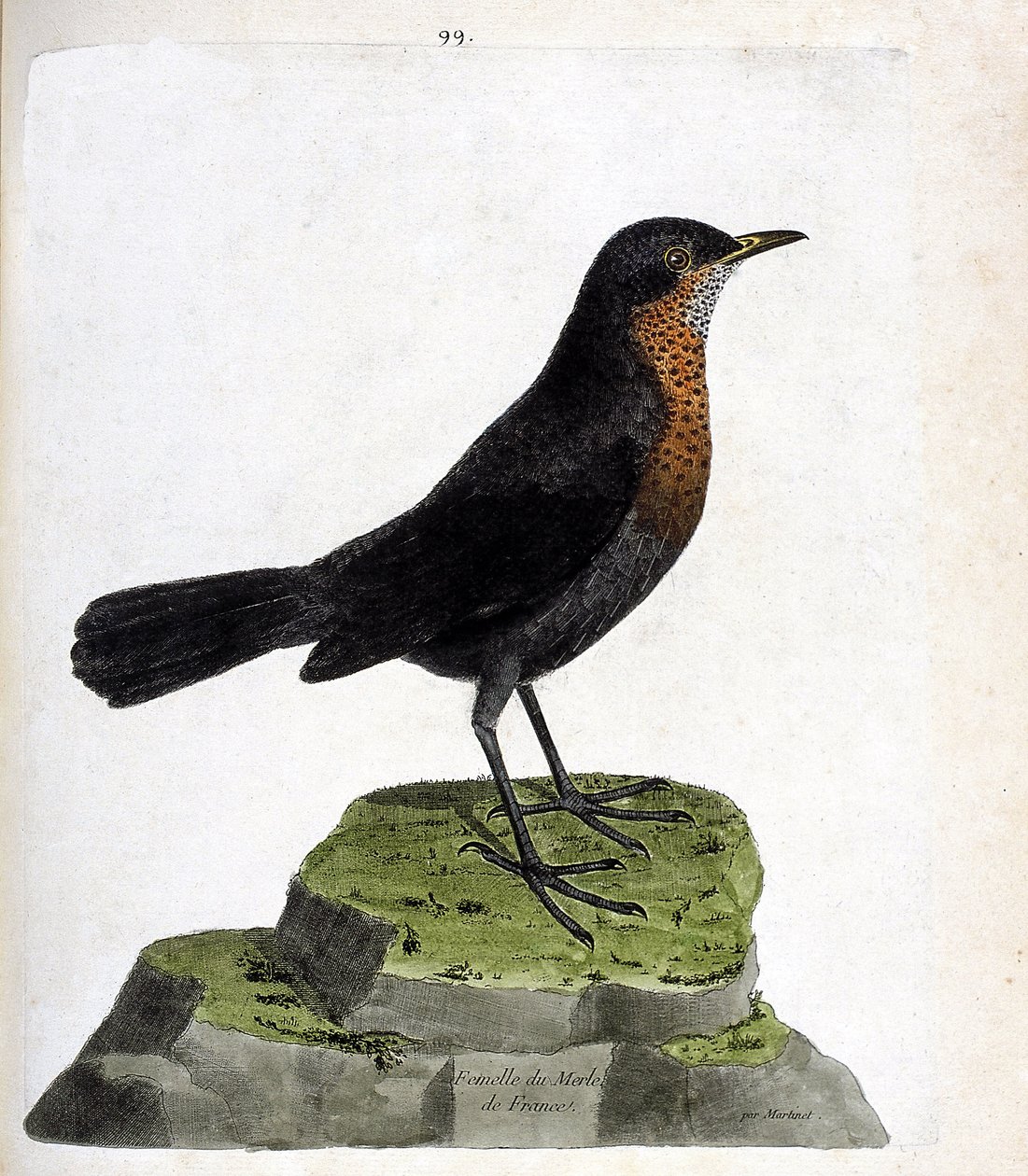 Zoologiskt diagram (ornitologi): koltrasthona (koltrast eller turdus merula). Illustration i "Fåglarnas historia, målade i deras utseende och känsliga aspekter" av Francois Nicolas Martinet (1731-1800). Privat samling. av Francois Nicolas Martinet