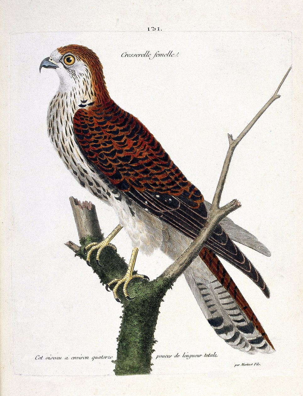 Zoologiskt diagram (ornitologi): honkrasse (hökhök eller falco tinnunculus) på en gren. Illustration i "Fåglarnas historia, målade i deras utseende och känsliga aspekter" av Francois Nicolas Martinet (1731-1800). Privat samling. av Francois Nicolas Martinet