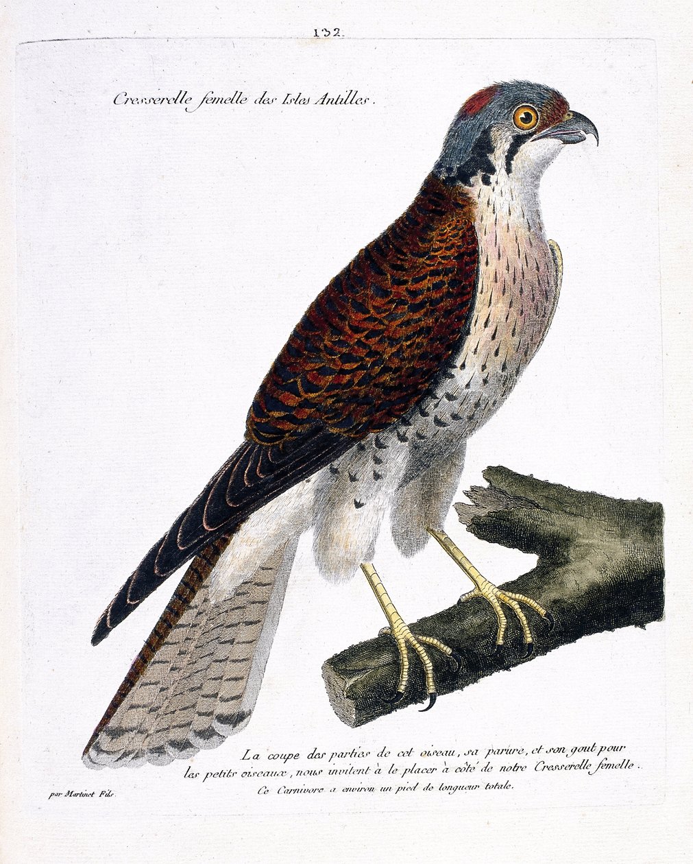 Zoologiskt diagram (ornitologi): kvinnlig krasse från de karibiska öarna (amerikansk crecerella eller falco sparverius) på en gren. Illustration i "Fåglarnas historia, målade i deras utseende och känsliga aspekter" av Francois Nicolas Martinet (1731-180) av Francois Nicolas Martinet