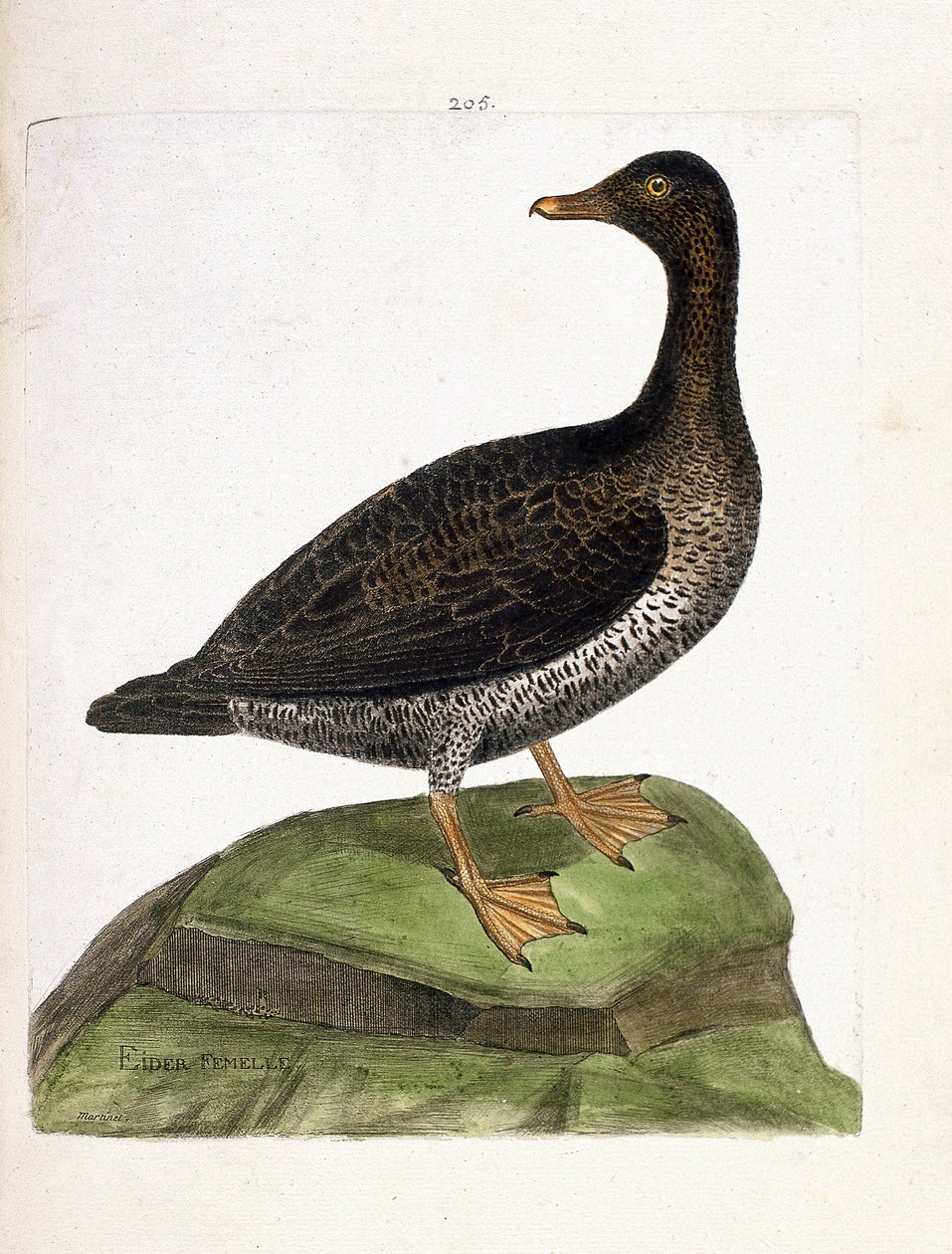 Zoologiskt diagram (ornitologi): ejderhona (ejder ett dun eller somateria mollissima). Illustration i "Fåglarnas historia, målade i deras utseende och känsliga aspekter" av Francois Nicolas Martinet (1731-1800). Privat samling. av Francois Nicolas Martinet