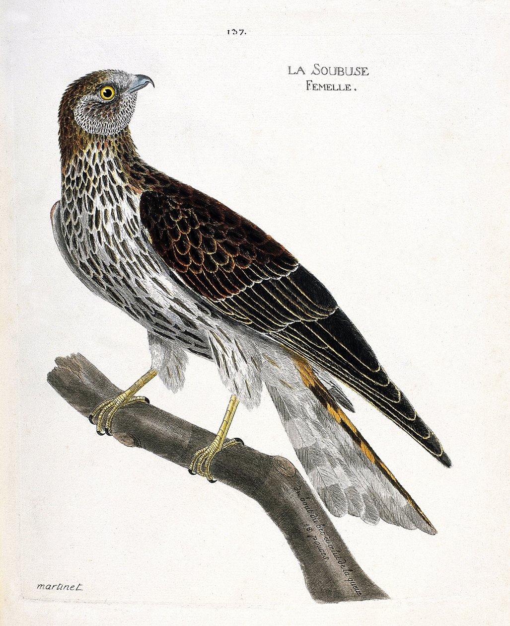 Zoologiskt diagram (ornitologi): kvinnlig soubuse (busard saint martin eller cirkus cyaneus) på en gren. Illustration i "Fåglarnas historia, målade i deras utseende och känsliga aspekter" av Francois Nicolas Martinet (1731-1800). Privat samling. av Francois Nicolas Martinet