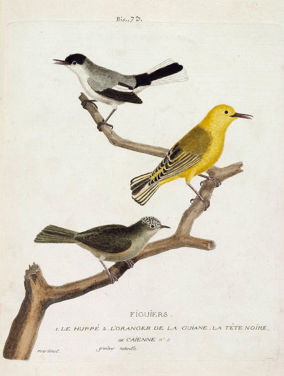 Zoologiskt diagram (ornitologi): fikonträd. Från botten till toppen: hoopoen (california gobemoucheron eller polioptila california), apelsinen från guian (orange sångare eller protonotaria citrea) och det svarta huvudet av Caienne (tropisk gobemoucheron el av Francois Nicolas Martinet