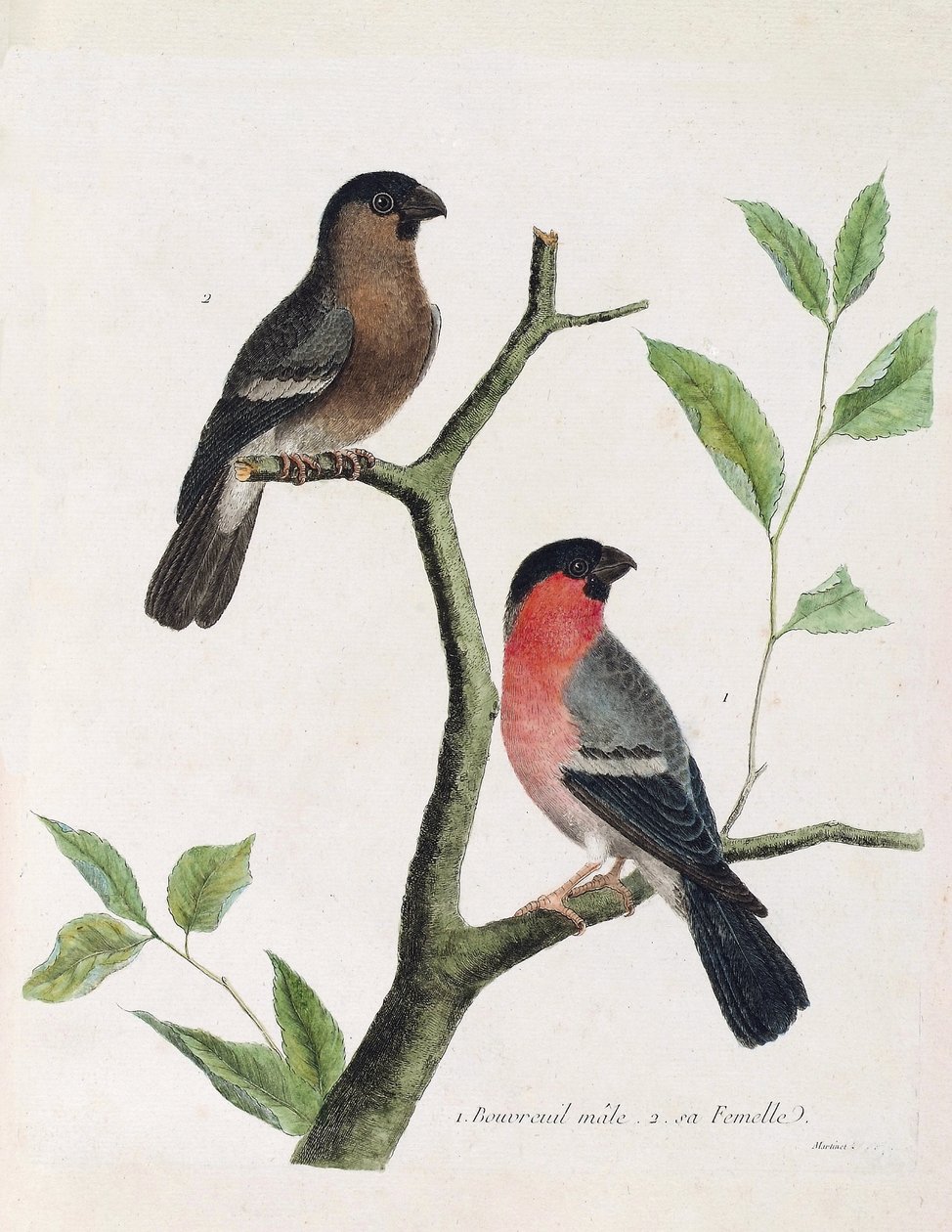 Zoologiskt diagram (ornitologi): från botten till toppen: bouvreil hane och hona (pion bouvreil eller pyrrhula pyrrrhula) på en gren. Illustration i "Fåglarnas historia, målade i deras utseende och känsliga aspekter" av Francois Nicolas Martinet (1731) av Francois Nicolas Martinet