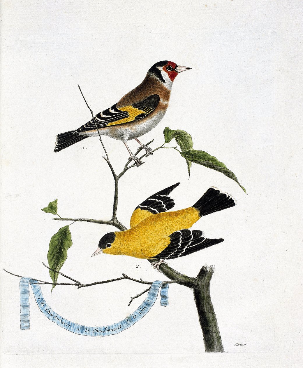 Zoologiskt diagram (ornitologi): uppifrån och ned: Chardonneret (chardonneret elegant eller carduelis carduelis) och chardonneret of China (Tarin sad eller carduelis tristis) på en gren. Illustration i "Fåglarnas historia, målad i deras utseende av Francois Nicolas Martinet