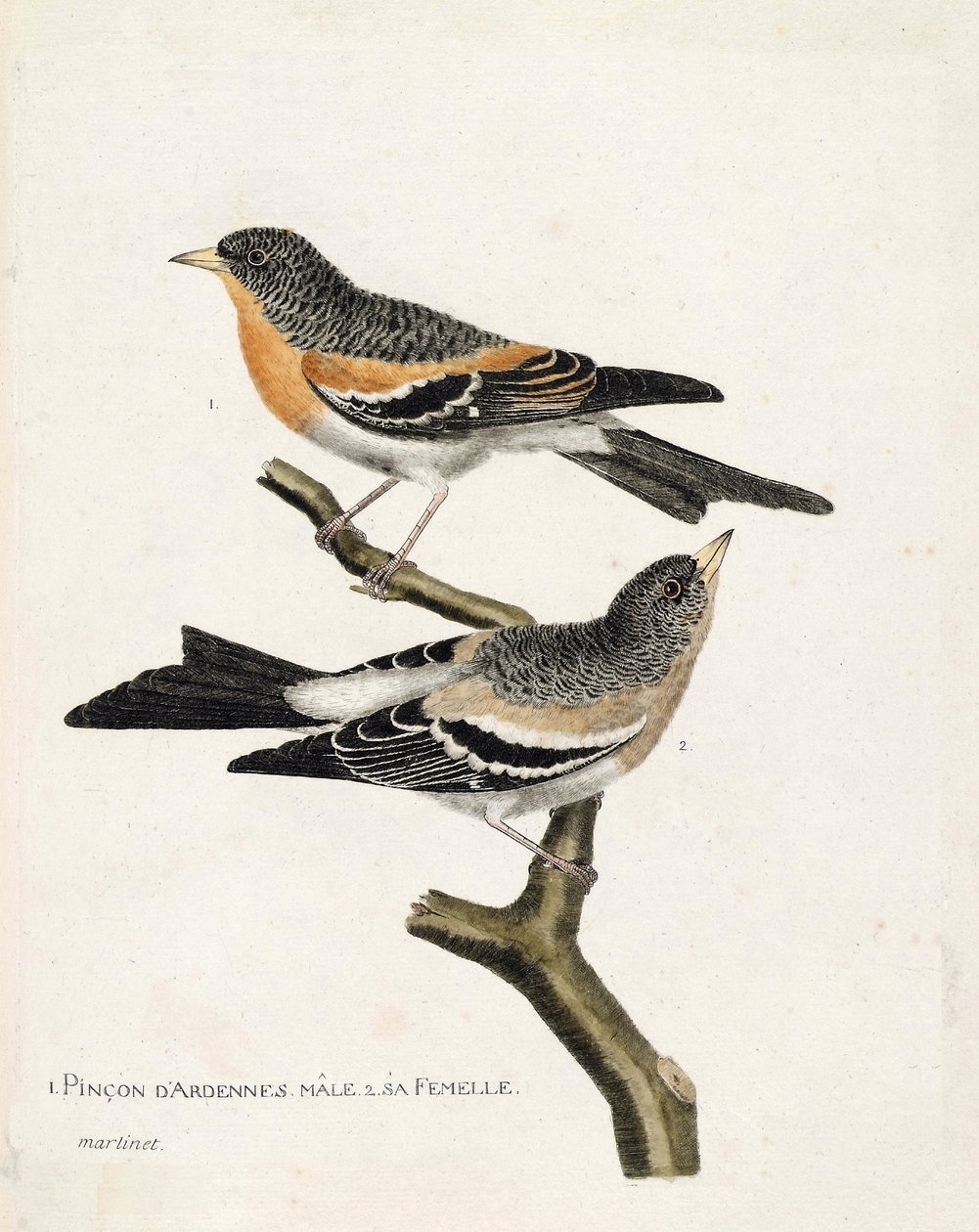 Zoologiskt diagram (ornitologi): från topp till botten: Ardennerpinson hanen och honan (norra pinson eller fringilla montifringilla) på en gren. Illustration i "Fåglarnas historia, målade i deras utseende och känsliga aspekter" av Francois Nico av Francois Nicolas Martinet