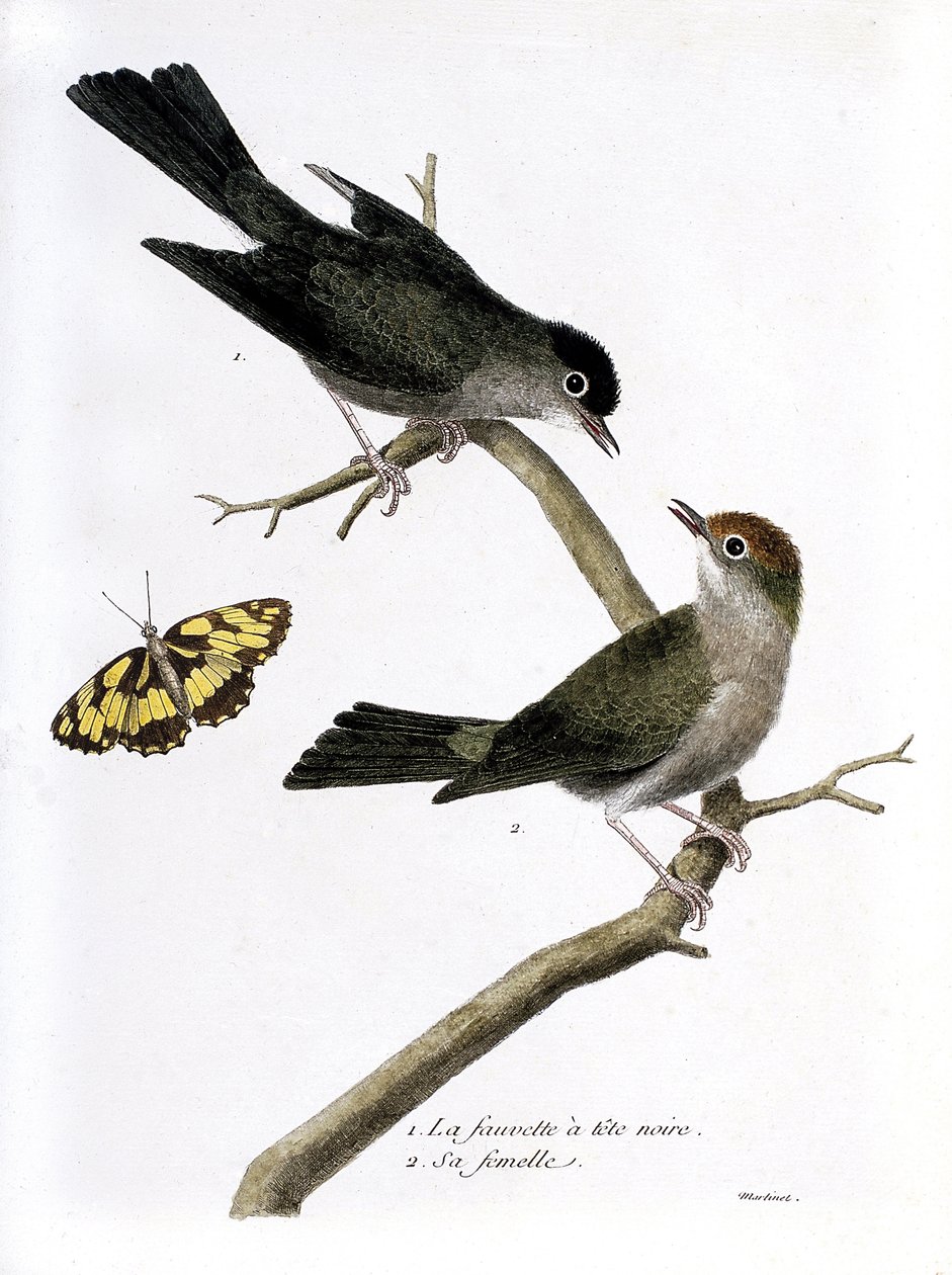 Zoologiskt diagram (ornitologi): uppifrån och ned: pormaskhöken och dess hona (Sylvia atricapilla) på en gren. Illustration i "Fåglarnas historia, målade i deras utseende och känsliga aspekter" av Francois Nicolas Martinet (1731-1800). P av Francois Nicolas Martinet