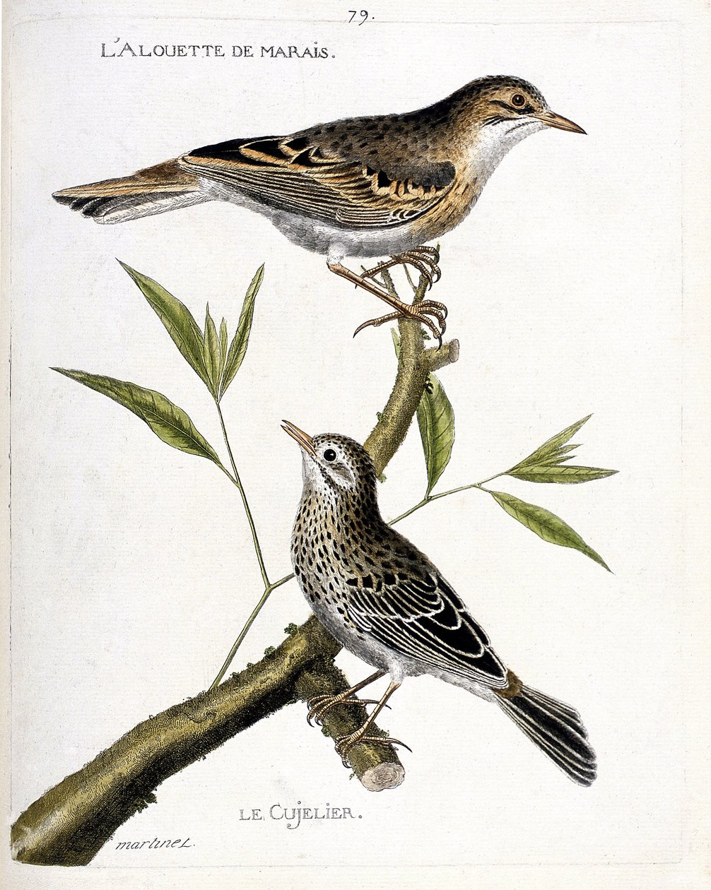 Zoologiskt diagram (ornitologi): uppifrån och ned: kärrlärkan (pipit rousseline eller anthus campestris) och cujelier (pipit farlouse eller anthus pratensis) på en gren. Illustration i "Fåglarnas historia, målad i deras utseende och känslighet av Francois Nicolas Martinet