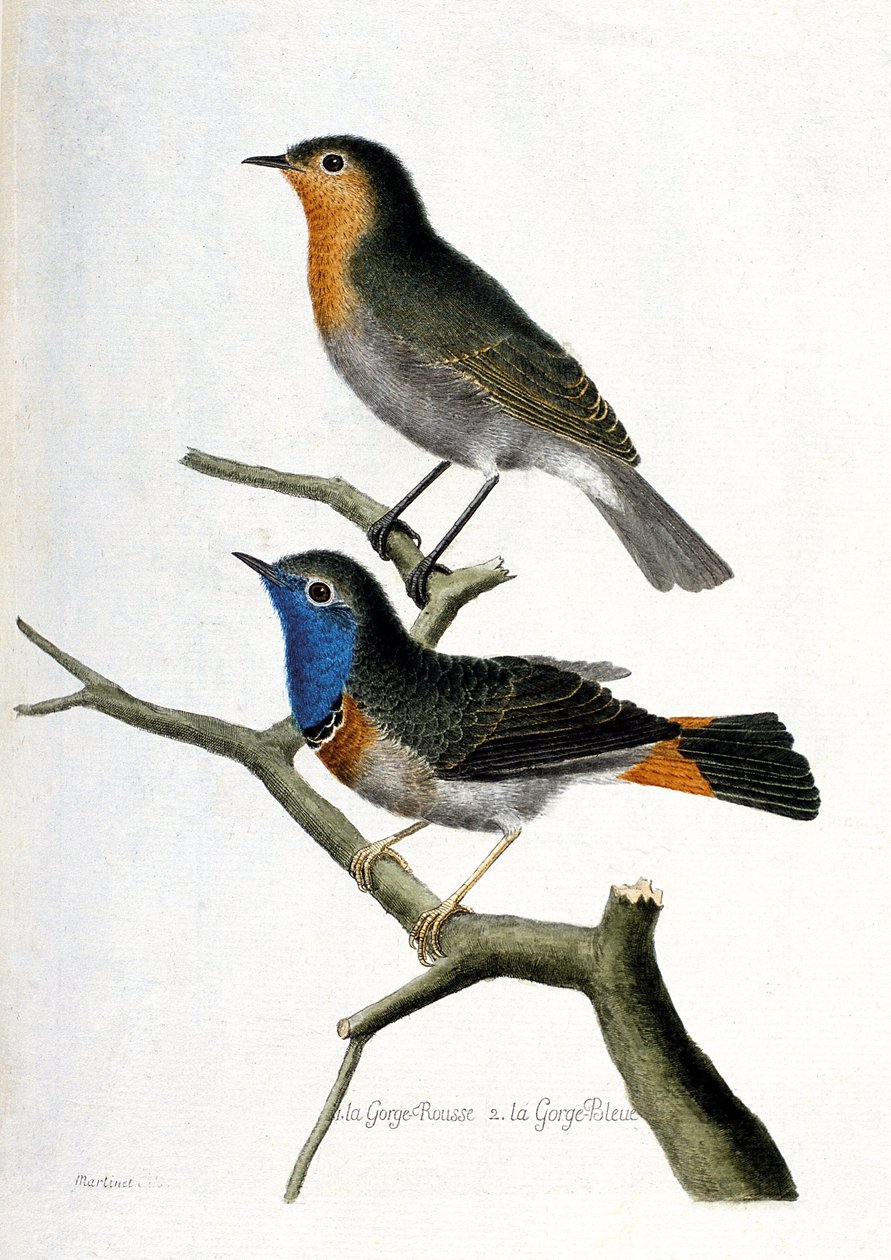 Zoologiskt diagram (ornitologi): uppifrån och ned: den röda halsen (röd hals eller röd hals eller erithacus rubecula) och den blå halsen (blå hals eller luscinia svecica) på en gren. Illustration i ”Fåglarnas historia, målade i deras framträdande och av Francois Nicolas Martinet