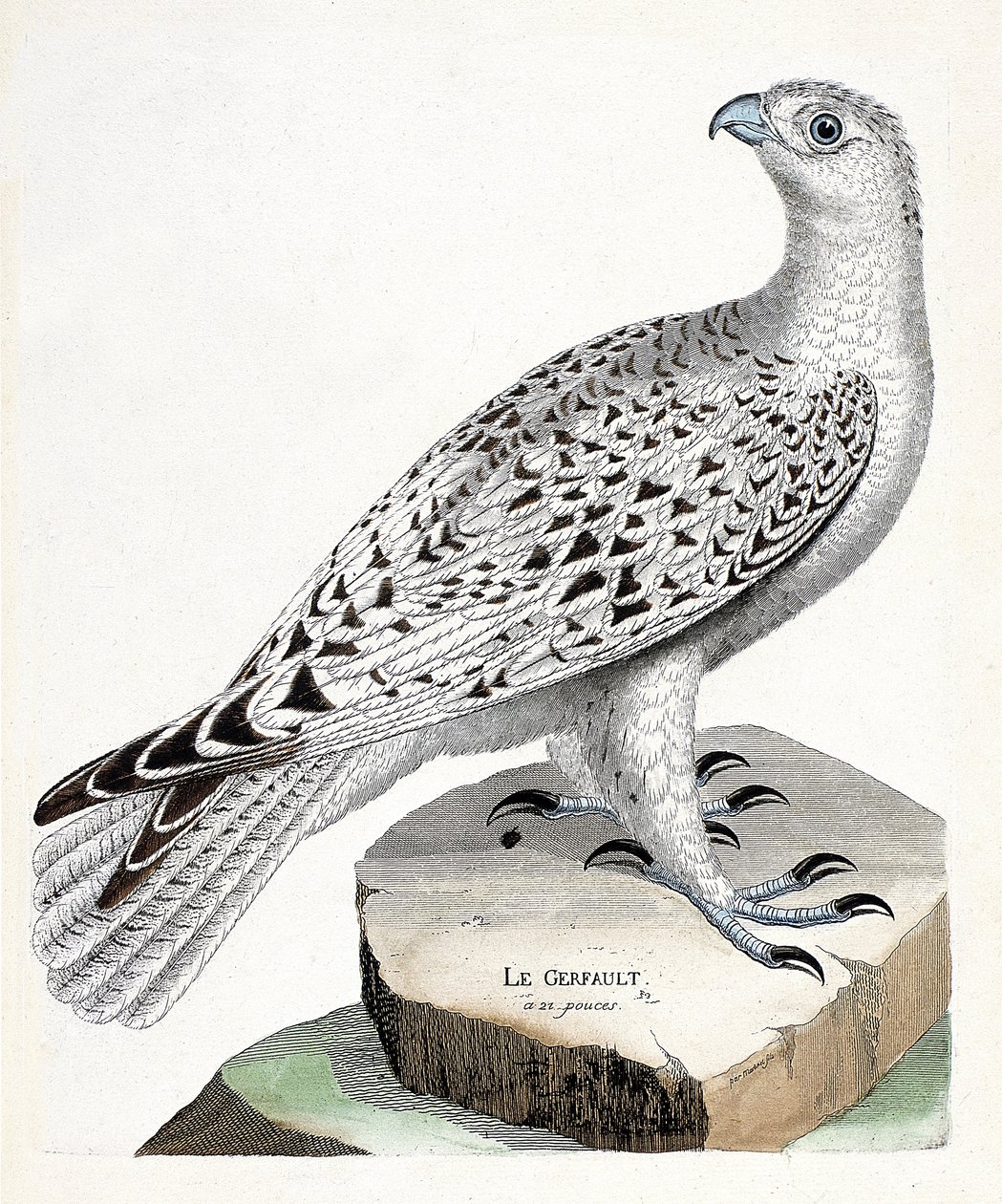 Zoologiskt diagram (ornitologi): gerfault (gerfaut falk eller falco rusticolus). Illustration i "Fåglarnas historia, målade i deras utseende och känsliga aspekter" av Francois Nicolas Martinet (1731-1800). Privat samling. av Francois Nicolas Martinet