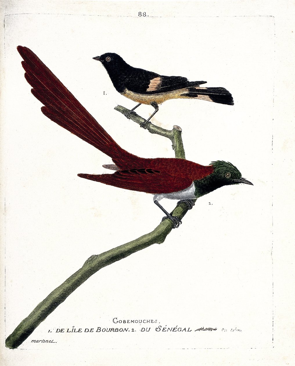 Zoologiskt diagram (ornitologi): gobfluga (gobemouche) från ön bourbon (Shama de Madagascar eller copsychus albospecularis) och gobefluga från Senegal (tchitrec de paradis eller terpsiphone paradisii). Illustration i "Fåglarnas historia, målad i av Francois Nicolas Martinet