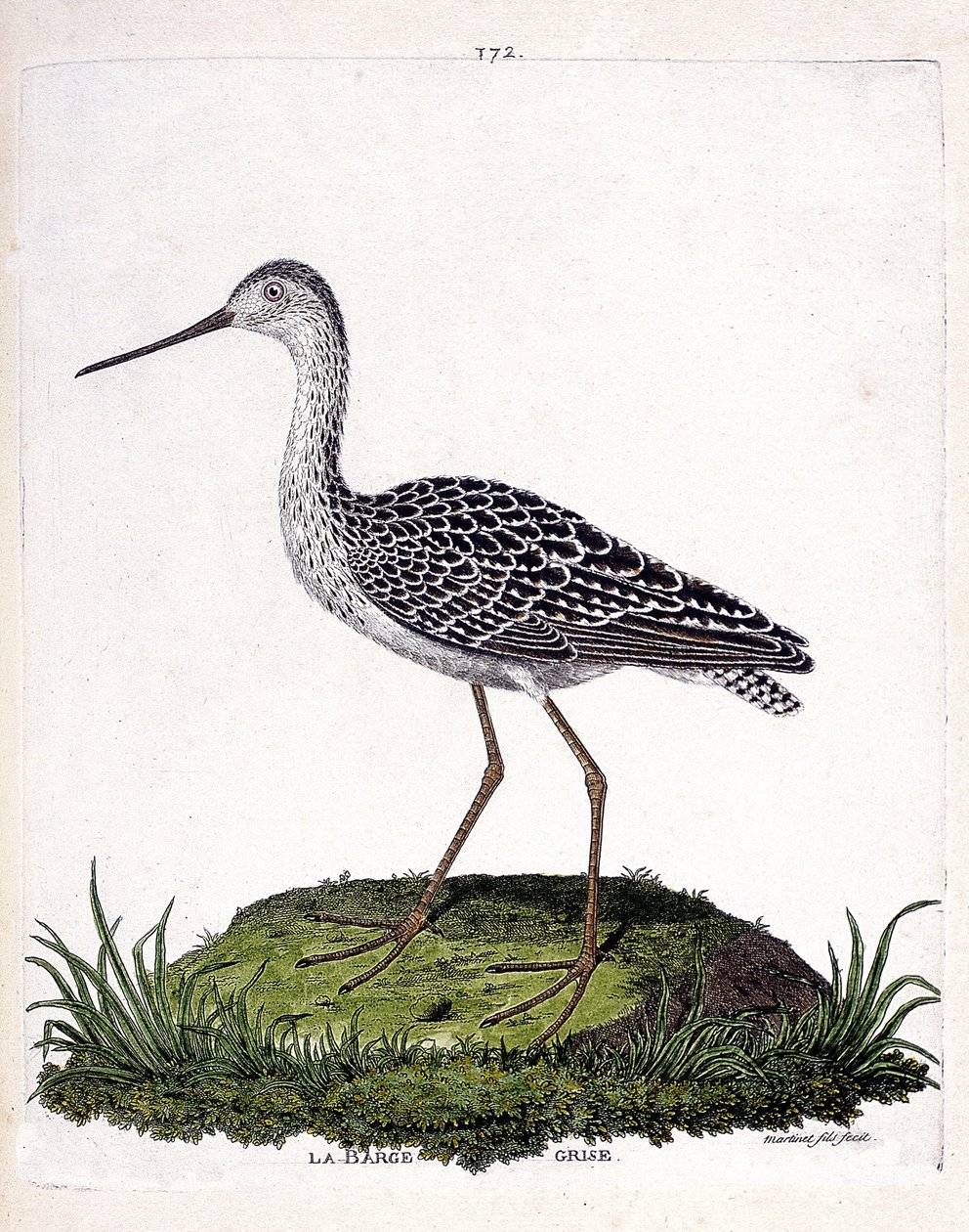 Zoologiskt diagram (ornitologi): grå pråm (röd pråm eller limosa lapponica). Illustration i "Fåglarnas historia, målade i deras utseende och känsliga aspekter" av Francois Nicolas Martinet (1731-1800). Privat samling. av Francois Nicolas Martinet