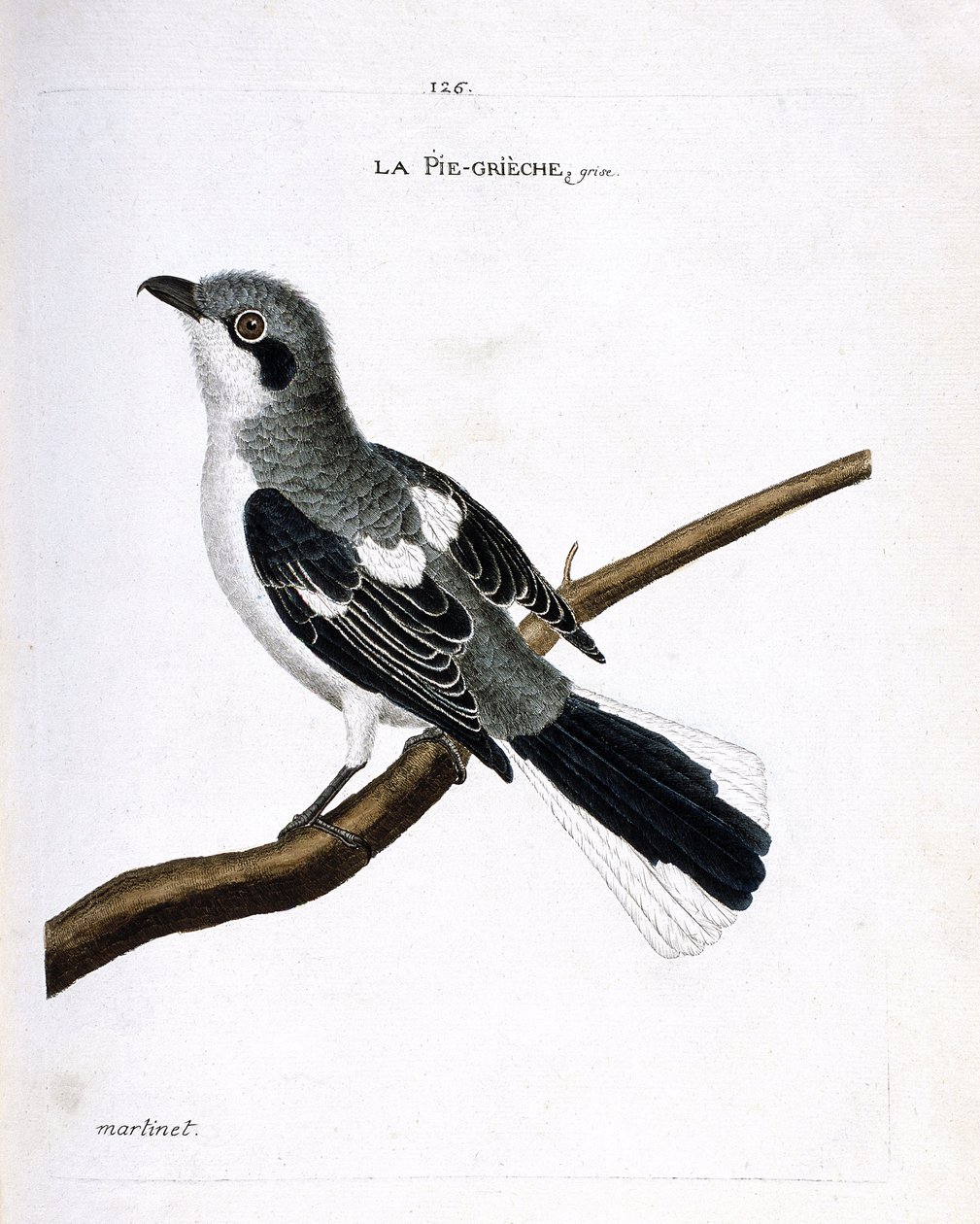 Zoologiskt diagram (ornitologi): grå grieche (grå shrike eller lanius excubitor) på en gren. Illustration i "Fåglarnas historia, målade i deras utseende och känsliga aspekter" av Francois Nicolas Martinet (1731-1800). Privat samling. av Francois Nicolas Martinet
