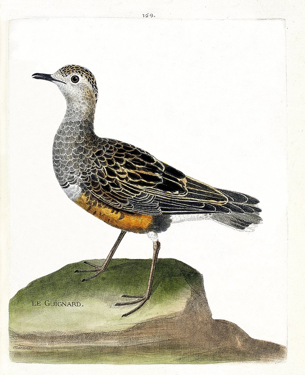 Zoologiskt diagram (ornitologi): guignard (guignard plover eller eudromias morinellus). Illustration i "Fåglarnas historia, målade i deras utseende och känsliga aspekter" av Francois Nicolas Martinet (1731-1800). Privat samling. av Francois Nicolas Martinet
