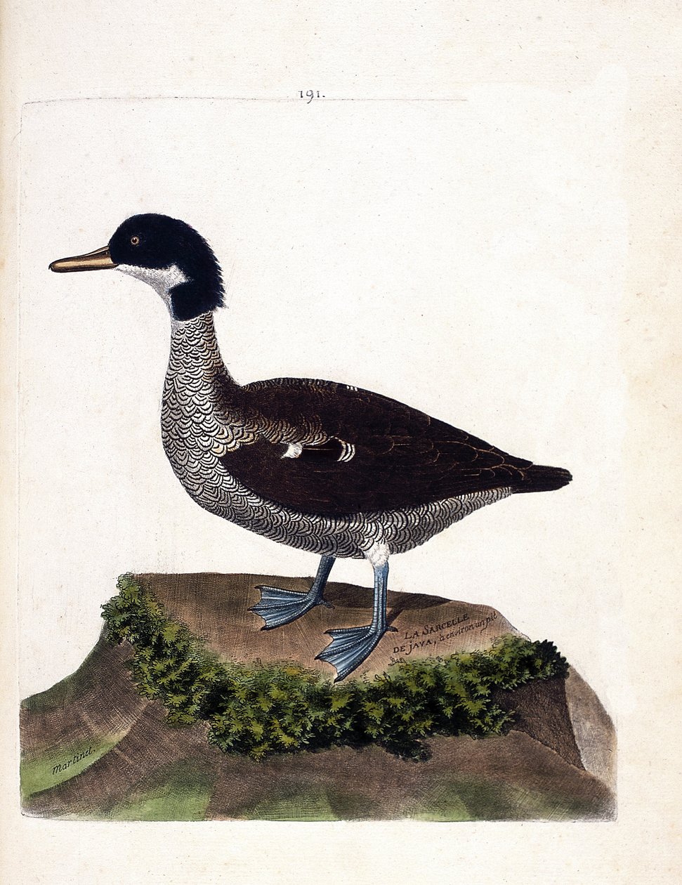 Zoologiskt diagram (ornitologi): java kricka (grå kricka eller anas gibberifrons). Illustration i "Fåglarnas historia, målade i deras utseende och känsliga aspekter" av Francois Nicolas Martinet (1731-1800). Privat samling. av Francois Nicolas Martinet