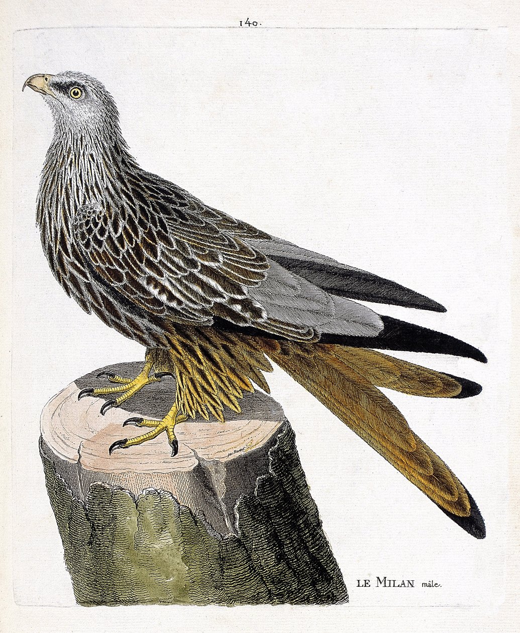 Zoologiskt diagram (ornitologi): Milan hane (kunglig eller milvus milvus). Illustration i "Fåglarnas historia, målade i deras utseende och känsliga aspekter" av Francois Nicolas Martinet (1731-1800). Privat samling. av Francois Nicolas Martinet