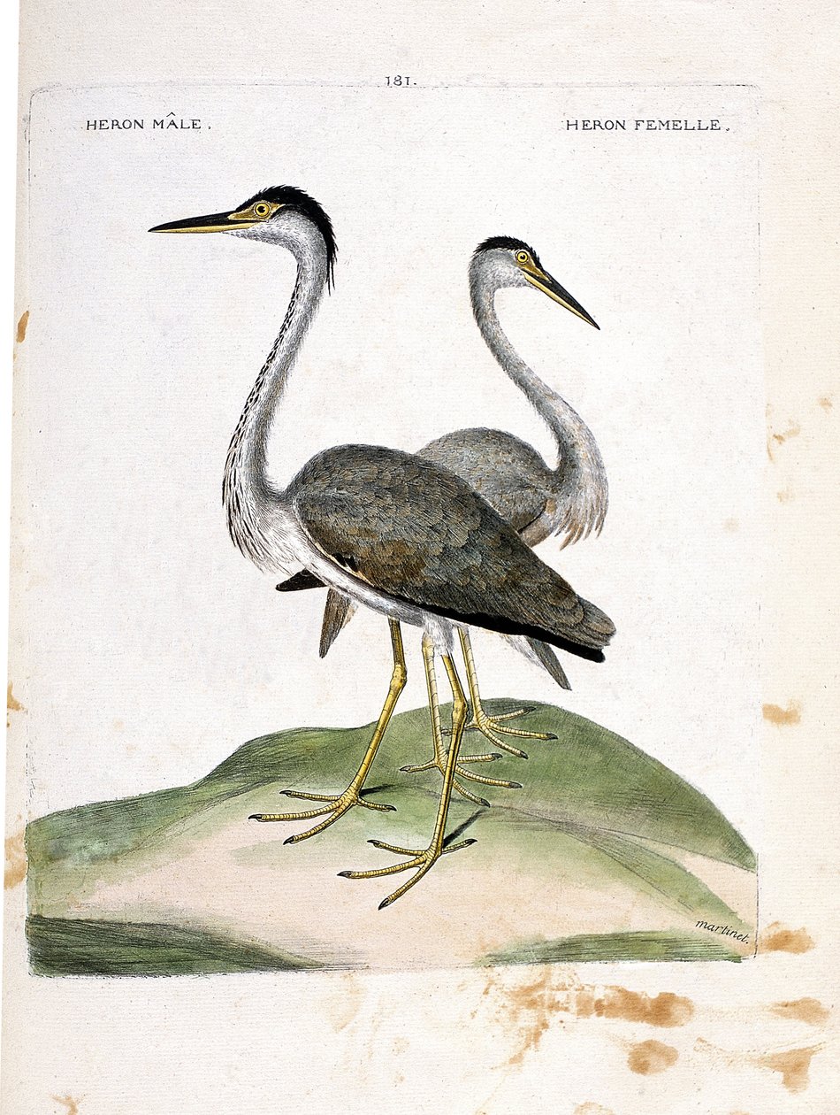 Zoologiskt diagram (ornitologi): han- och honhäger (hägeraska eller ardea cinerea). Illustration i "Fåglarnas historia, målade i deras utseende och känsliga aspekter" av Francois Nicolas Martinet (1731-1800). Privat samling. av Francois Nicolas Martinet