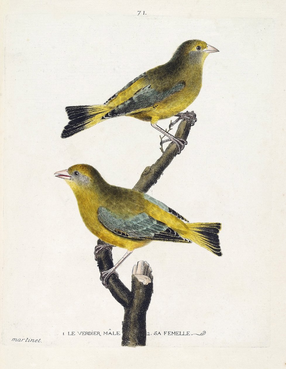 Zoologiskt diagram (ornitologi): manliga och kvinnliga verdier (europeisk verdier eller carduelis chloris) på en gren. Illustration i "Fåglarnas historia, målade i deras utseende och känsliga aspekter" av Francois Nicolas Martinet (1731-1800). Privat koll av Francois Nicolas Martinet