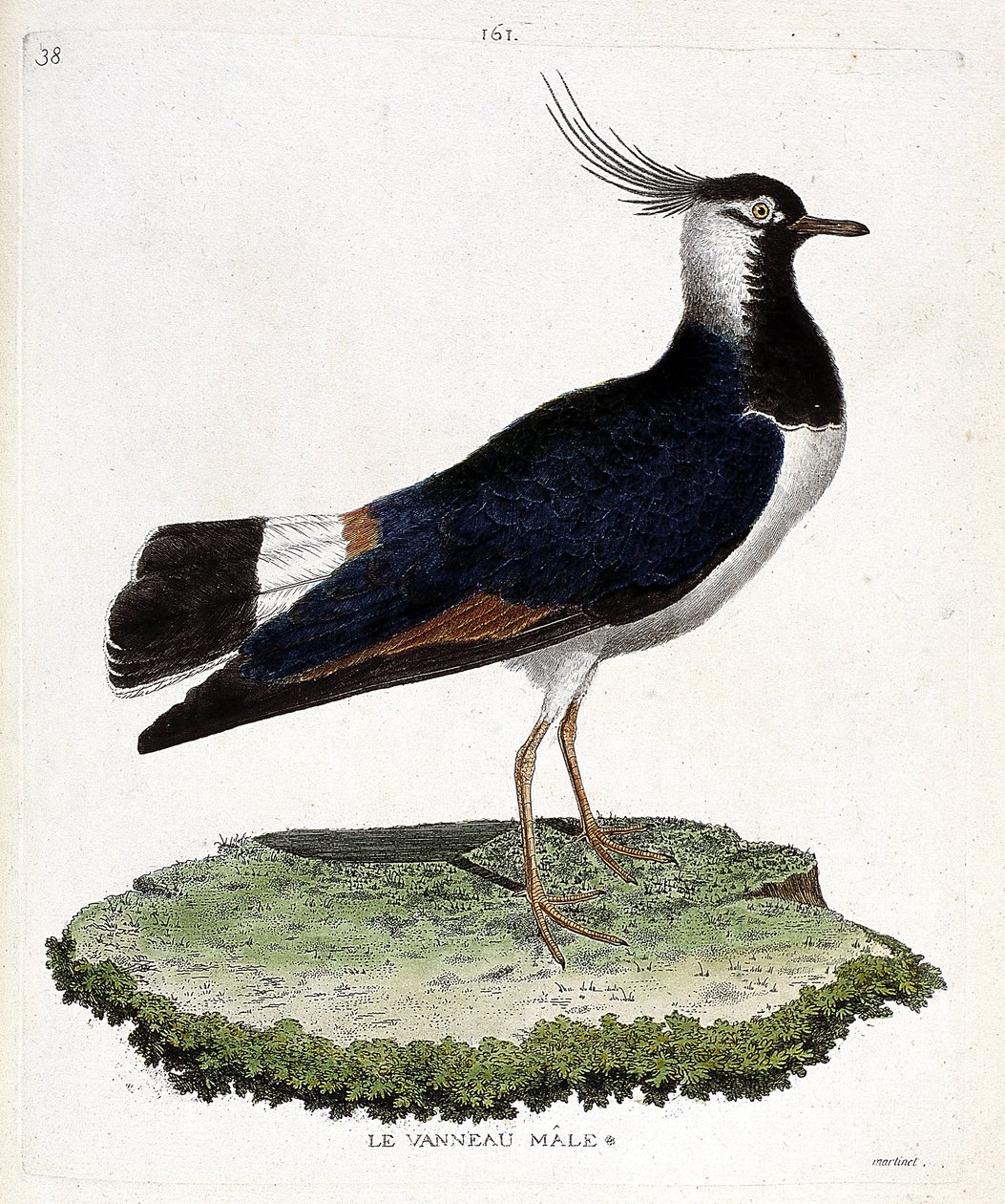 Zoologiskt diagram (ornitologi): lamm av hankön (ögla eller vanellus vanellus). Illustration i "Fåglarnas historia, målade i deras utseende och känsliga aspekter" av Francois Nicolas Martinet (1731-1800). Privat samling. av Francois Nicolas Martinet